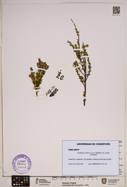 Gaultheria pumila var. pumila [Espécimen: ]