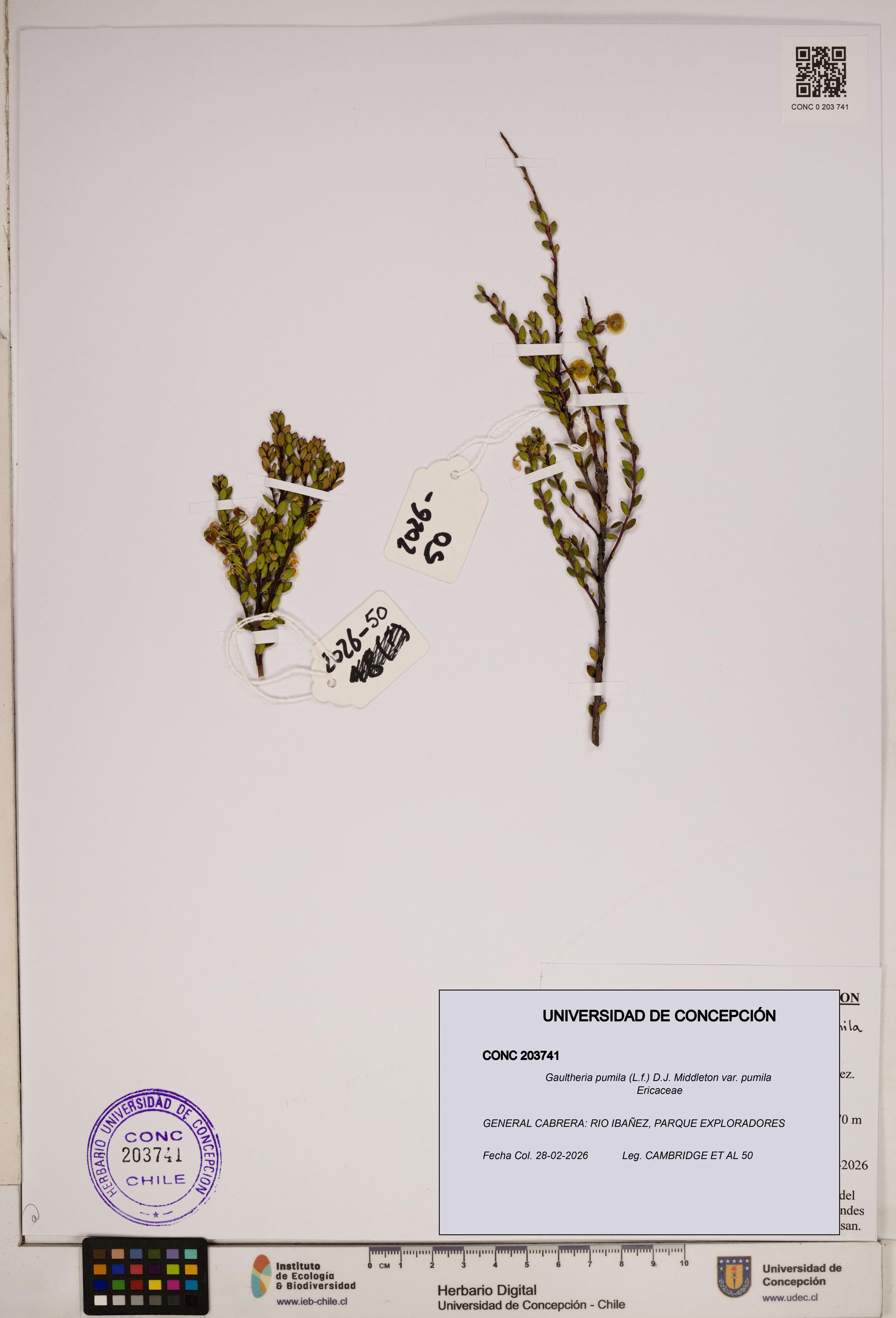 Gaultheria pumila var. pumila [Espécimen: ]