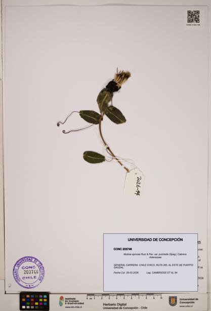 Mutisia spinosa var. pulchella [Espécimen: ]