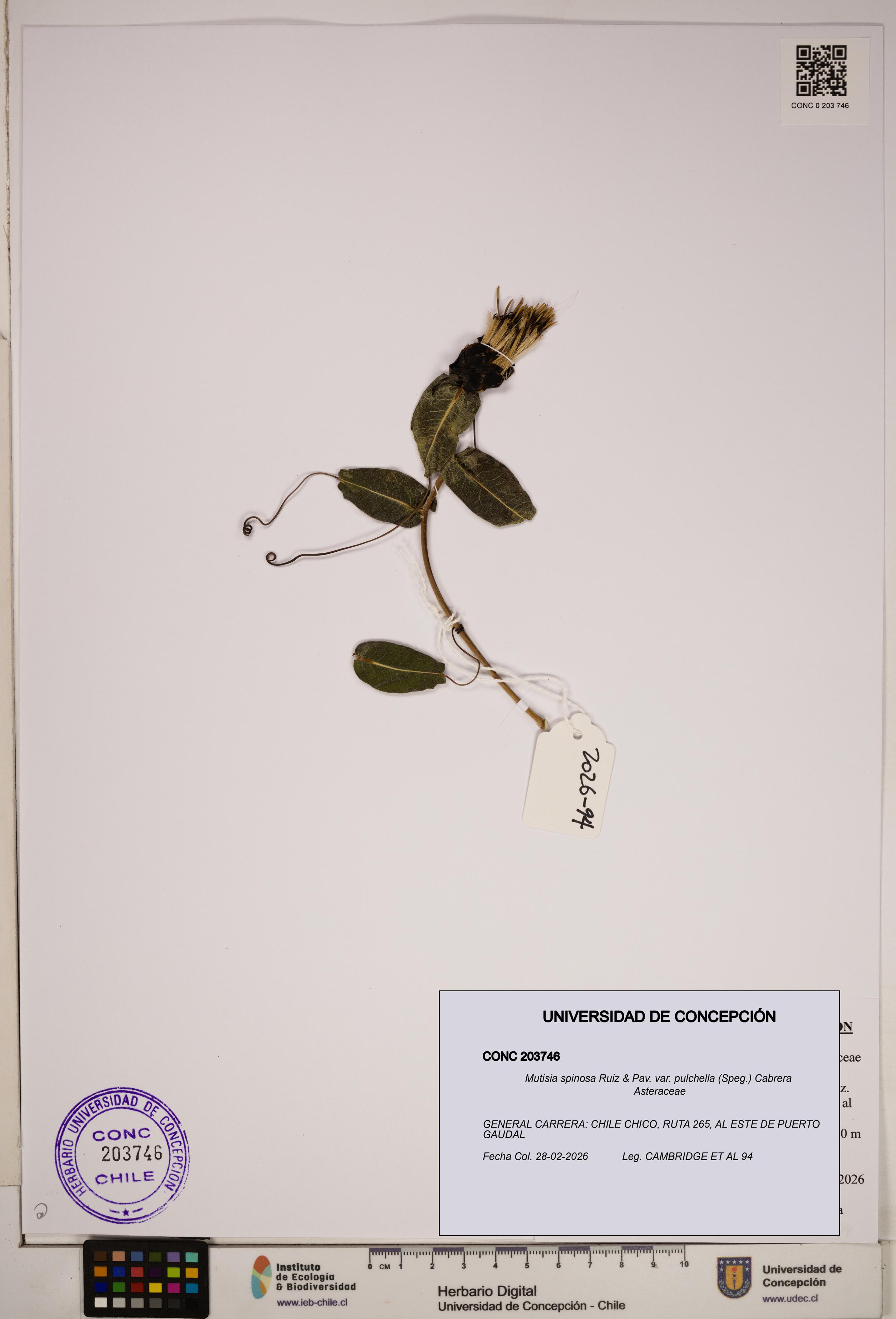 Mutisia spinosa var. pulchella [Espécimen: ]