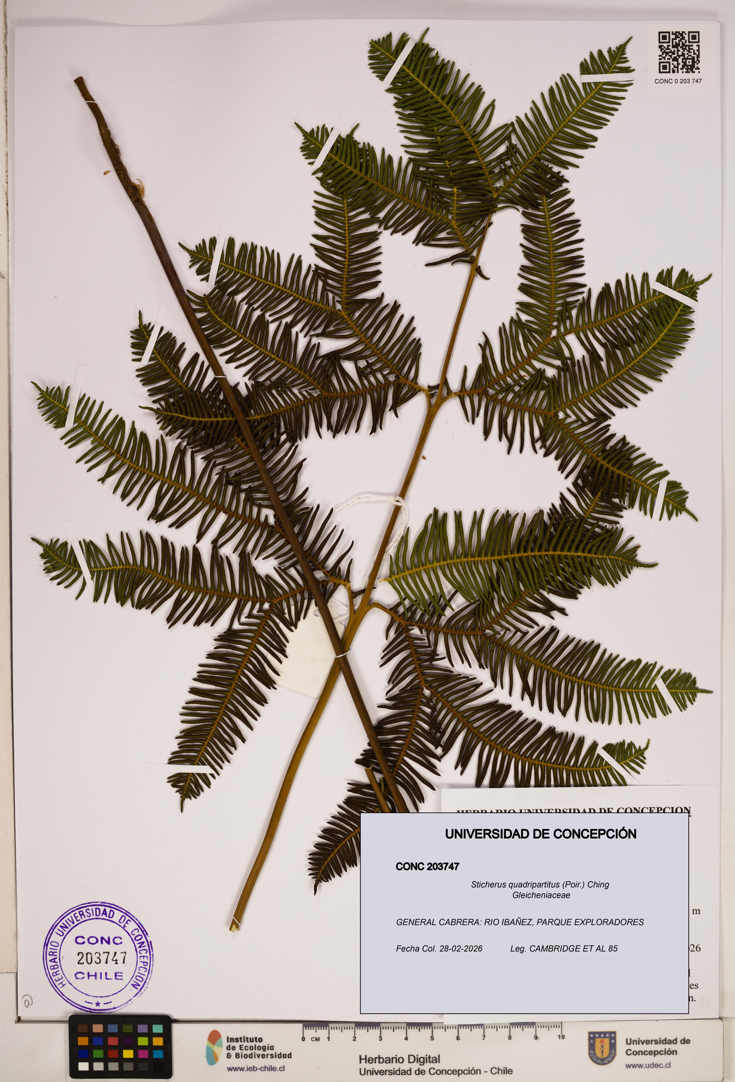 Sticherus quadripartitus [Espécimen: ]