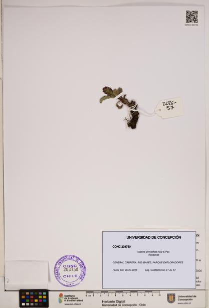 Acaena pinnatifida [Espécimen: ]