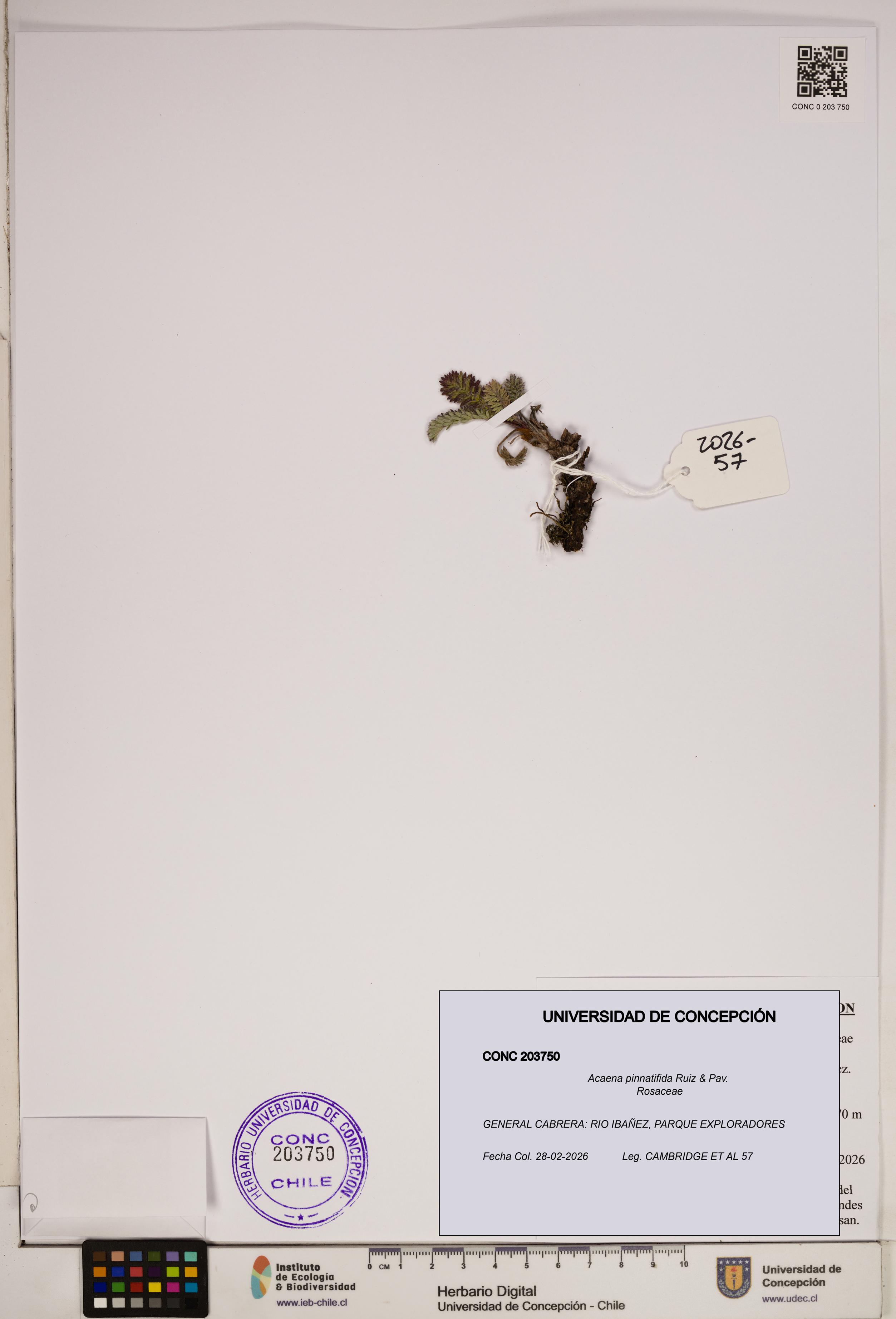 Acaena pinnatifida [Espécimen: ]