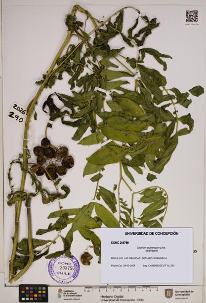 Solanum etuberosum [Espécimen: ]