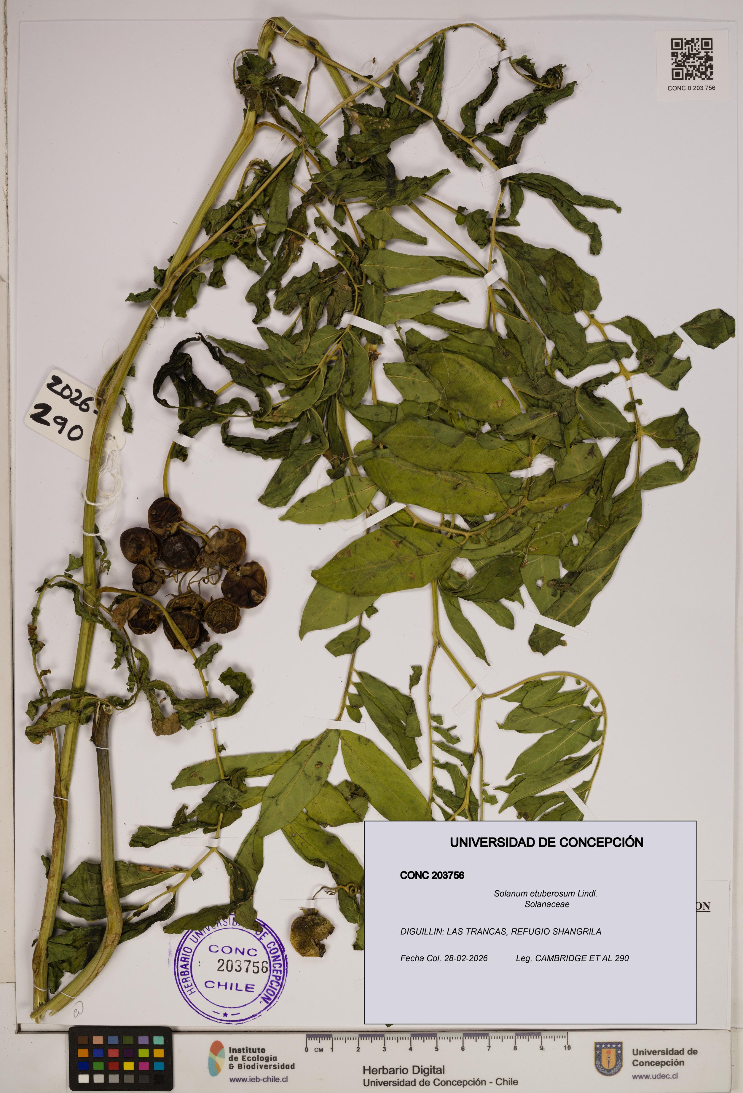Solanum etuberosum [Espécimen: ]