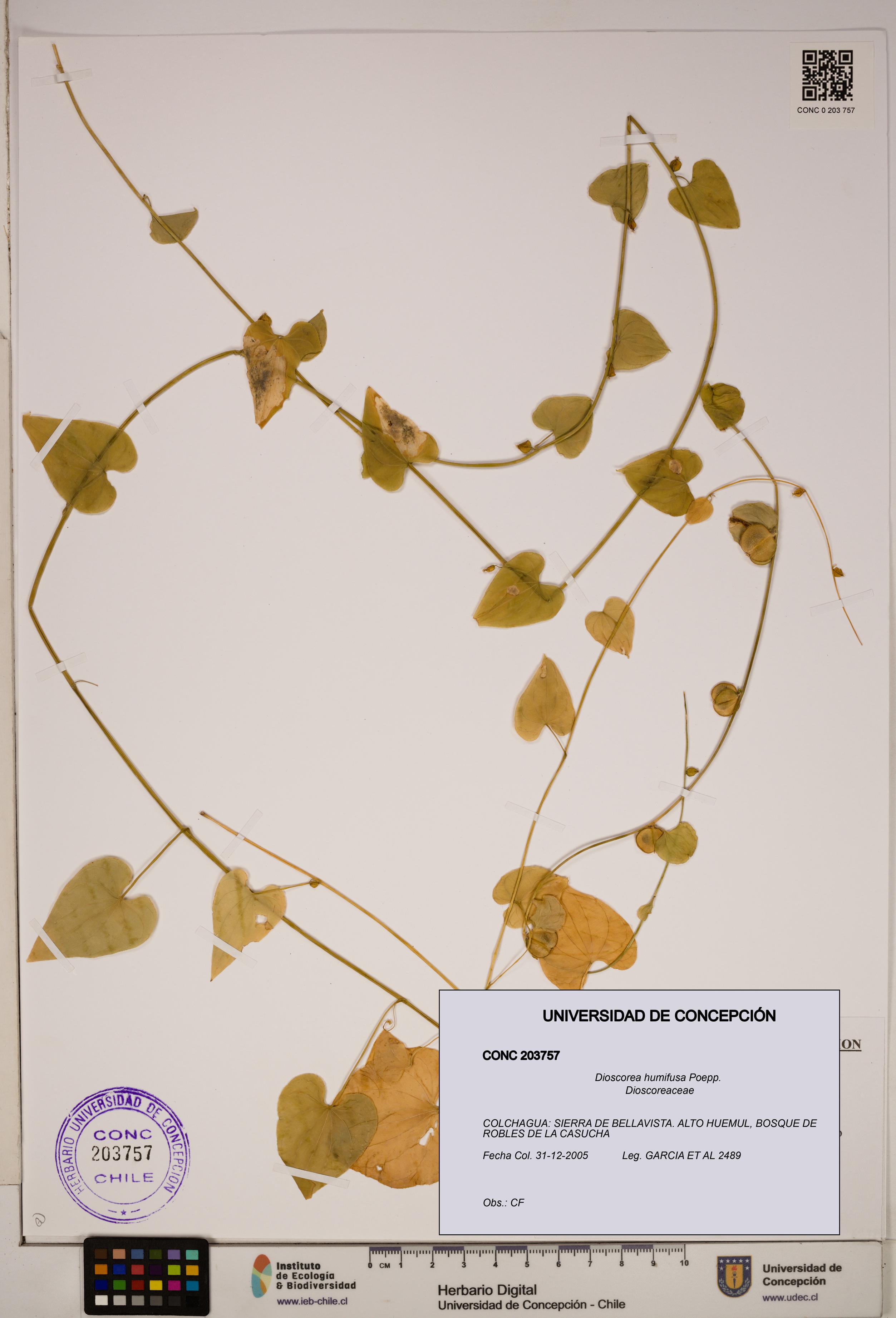 Dioscorea humifusa [Espécimen: ]