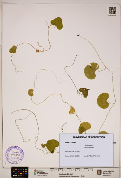 Dioscorea sp. [Espécimen: ]