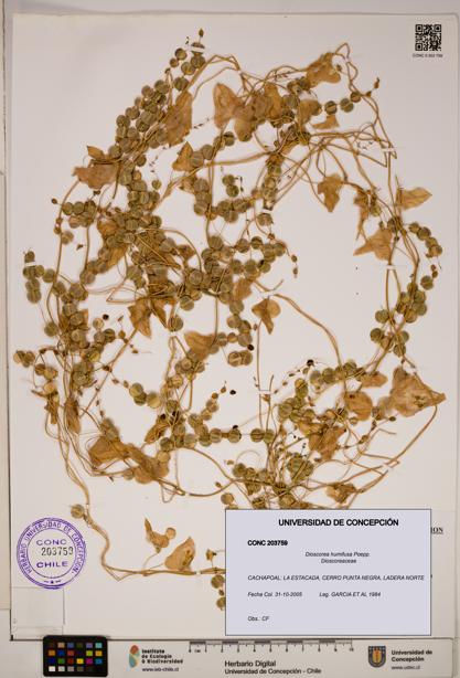 Dioscorea humifusa [Espécimen: ]