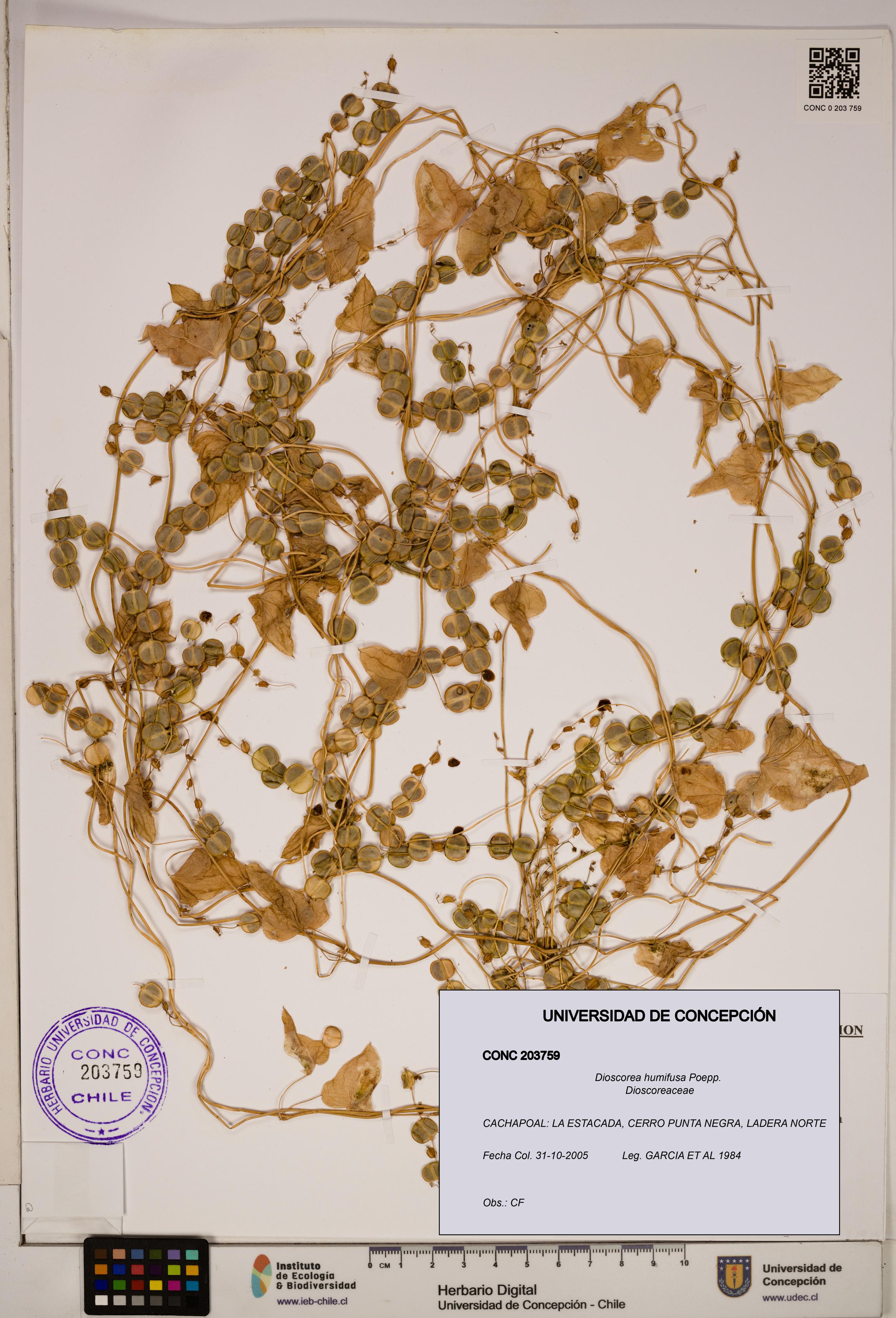Dioscorea humifusa [Espécimen: ]