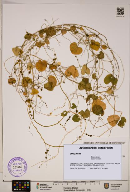 Dioscorea sp. [Espécimen: ]