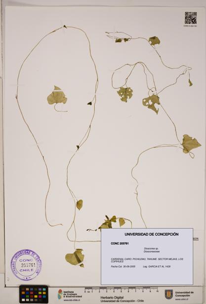 Dioscorea sp. [Espécimen: ]
