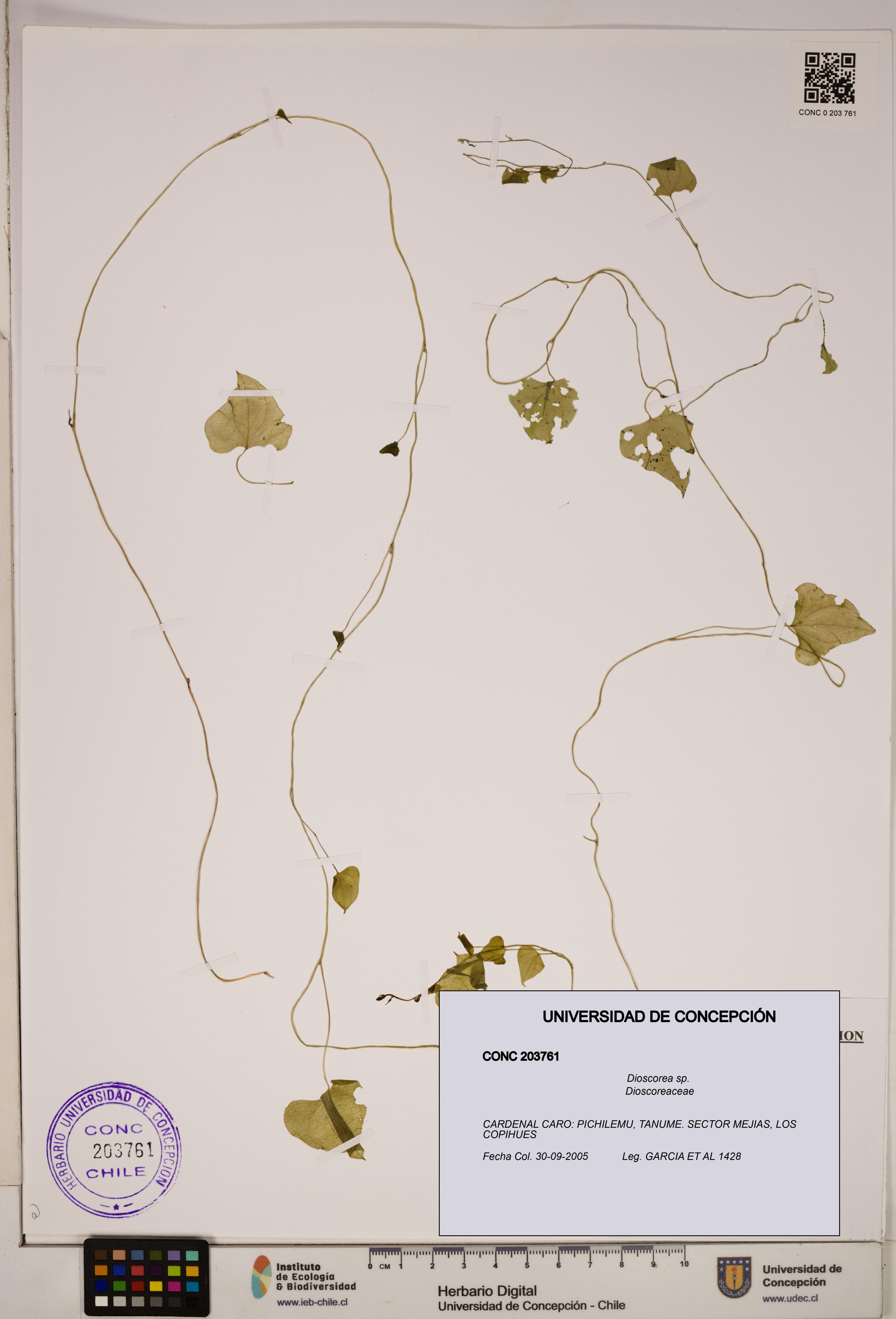 Dioscorea sp. [Espécimen: ]