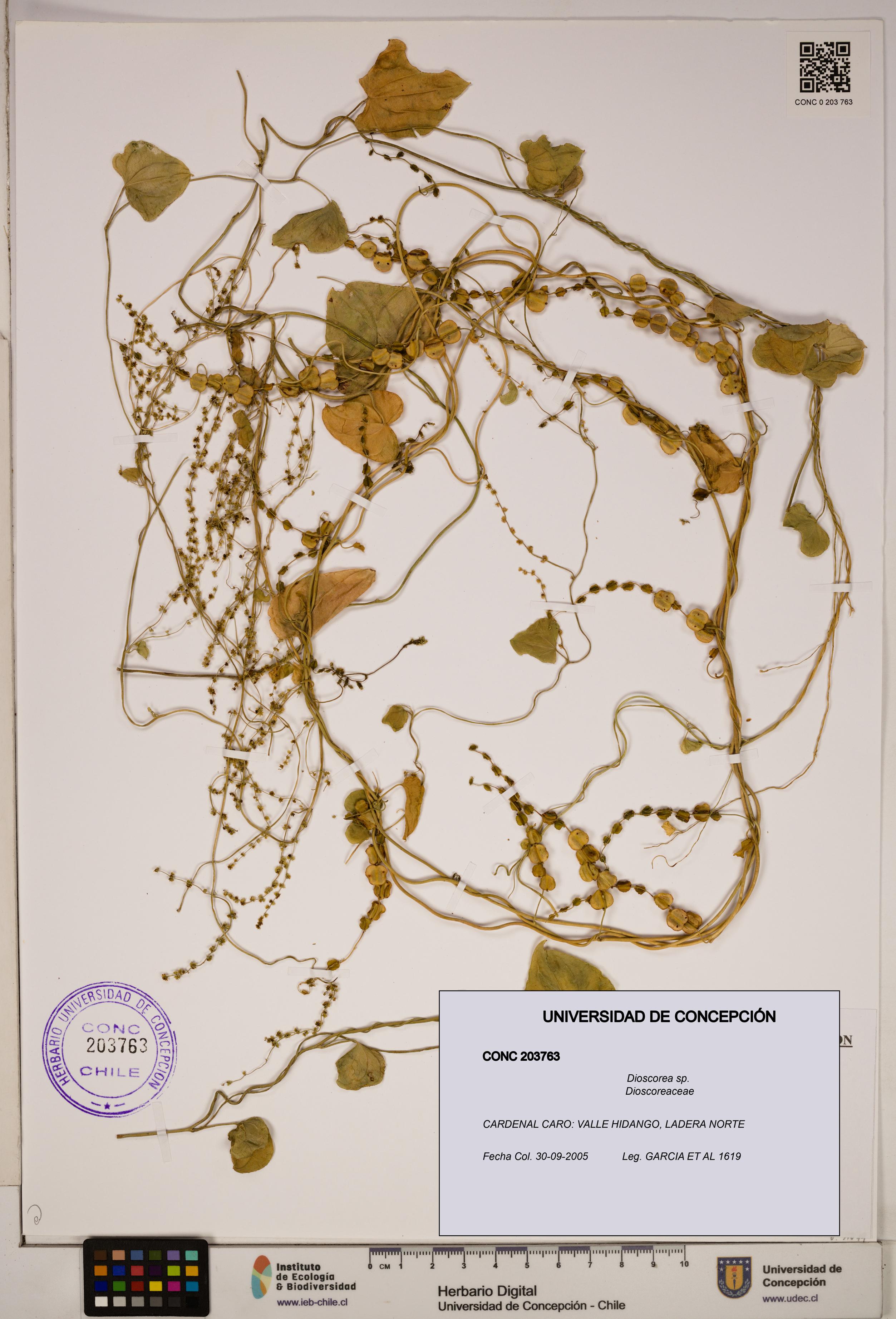 Dioscorea sp. [Espécimen: ]