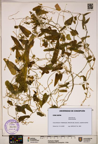 Dioscorea sp. [Espécimen: ]