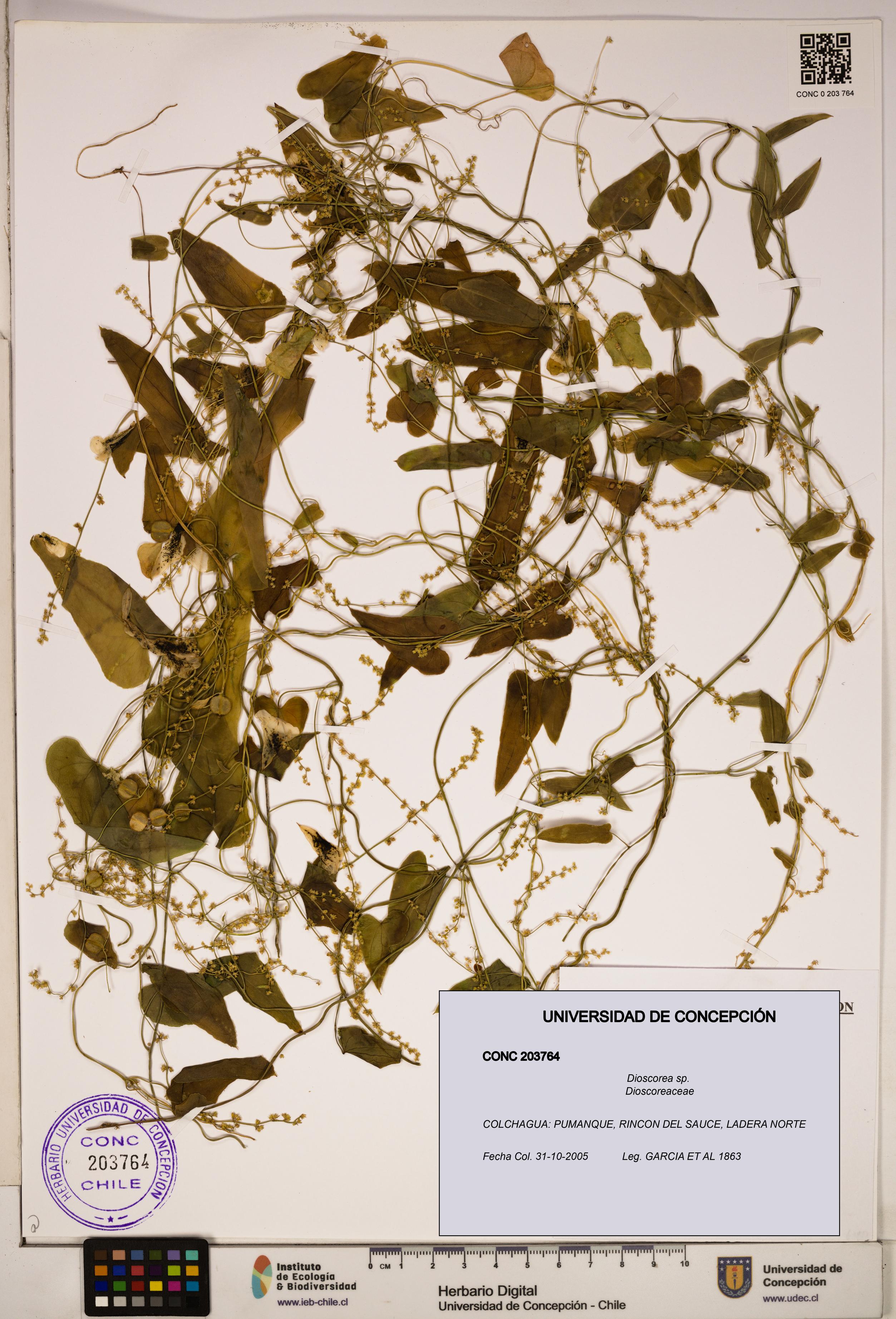 Dioscorea sp. [Espécimen: ]