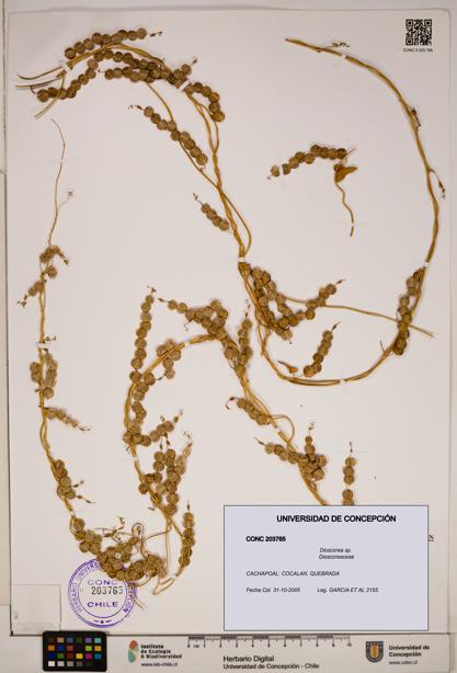 Dioscorea sp. [Espécimen: ]