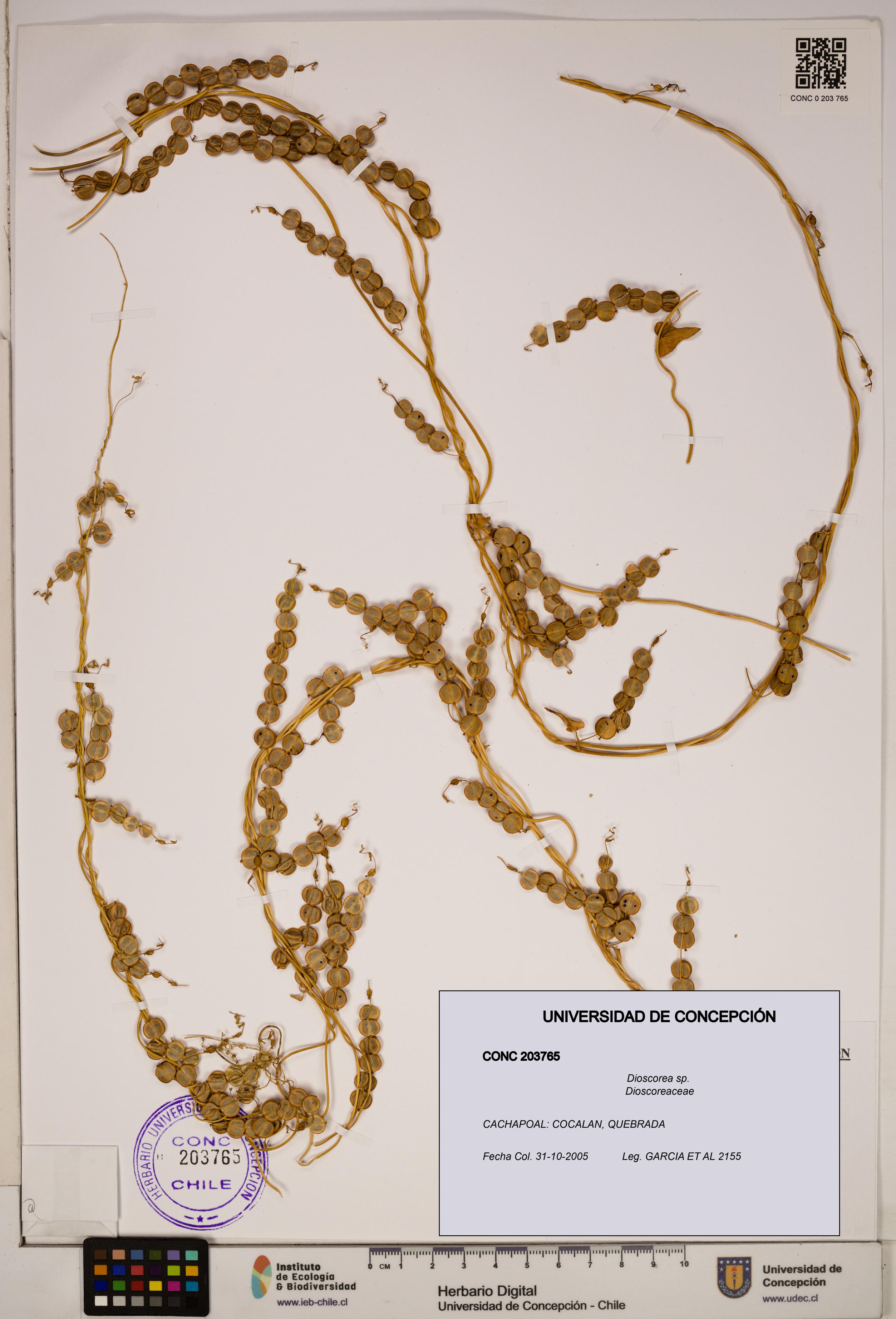 Dioscorea sp. [Espécimen: ]