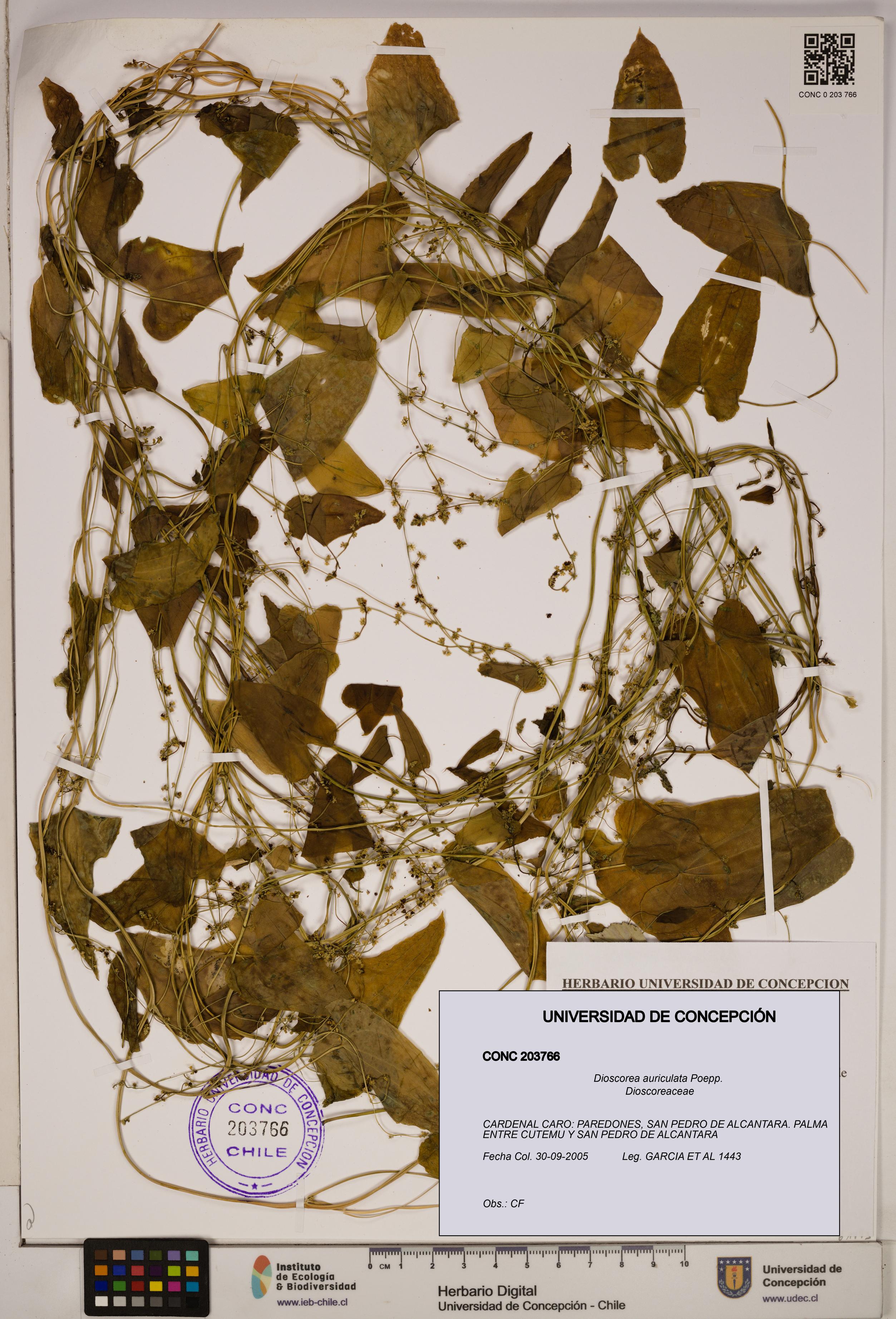 Dioscorea auriculata [Espécimen: ]