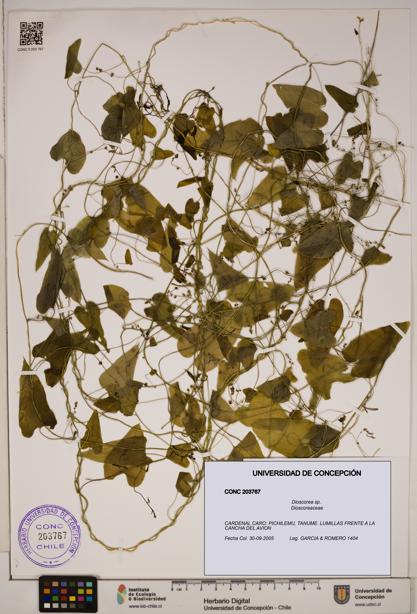 Dioscorea sp. [Espécimen: ]