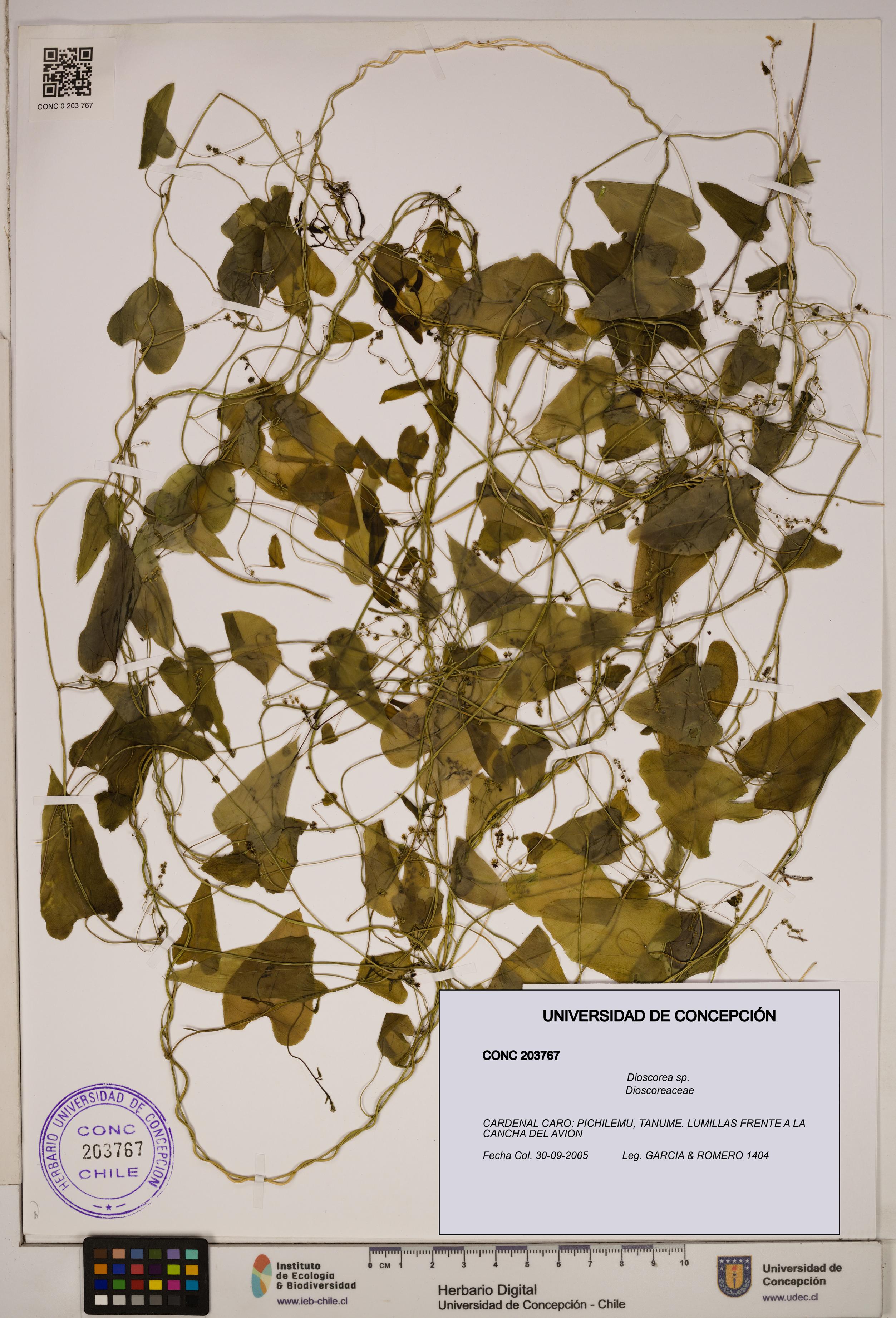 Dioscorea sp. [Espécimen: ]
