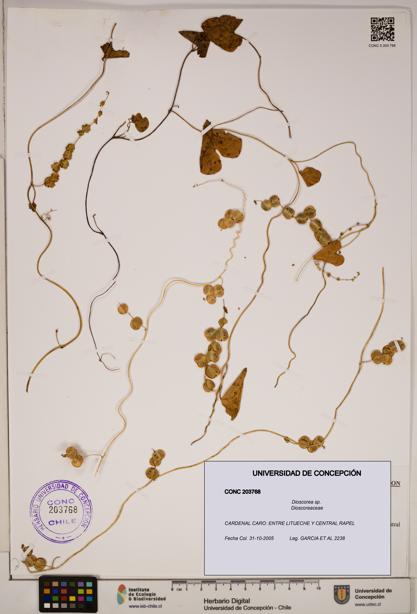 Dioscorea sp. [Espécimen: ]