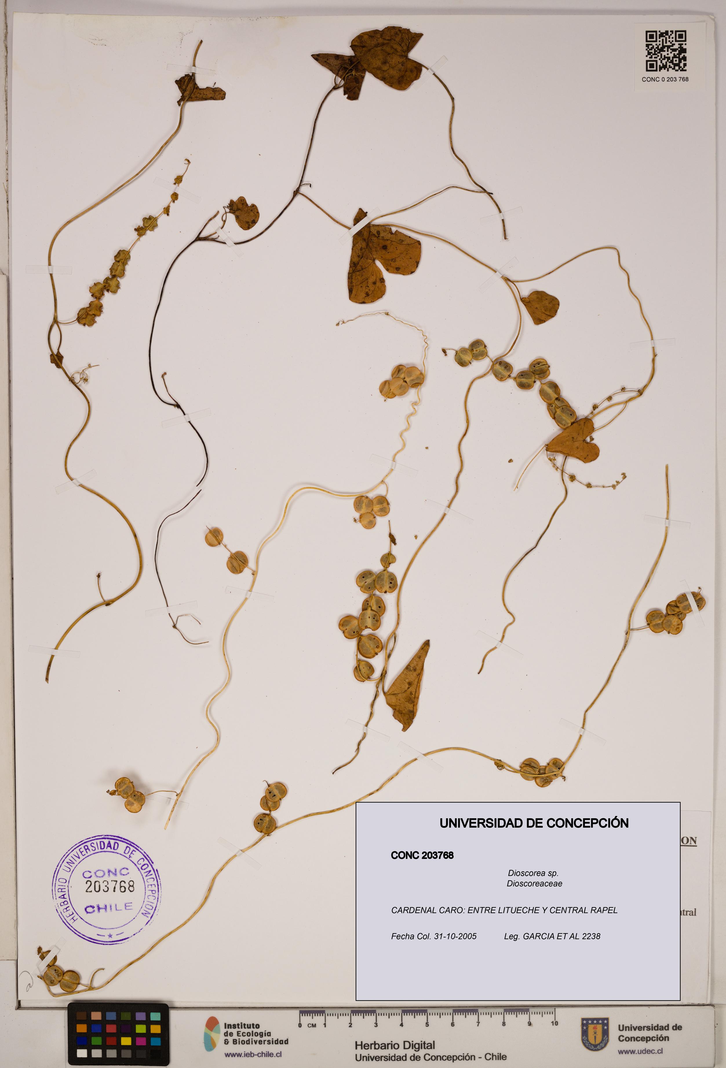 Dioscorea sp. [Espécimen: ]
