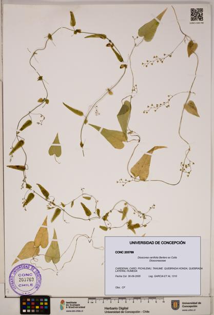 Dioscorea variifolia [Espécimen: ]