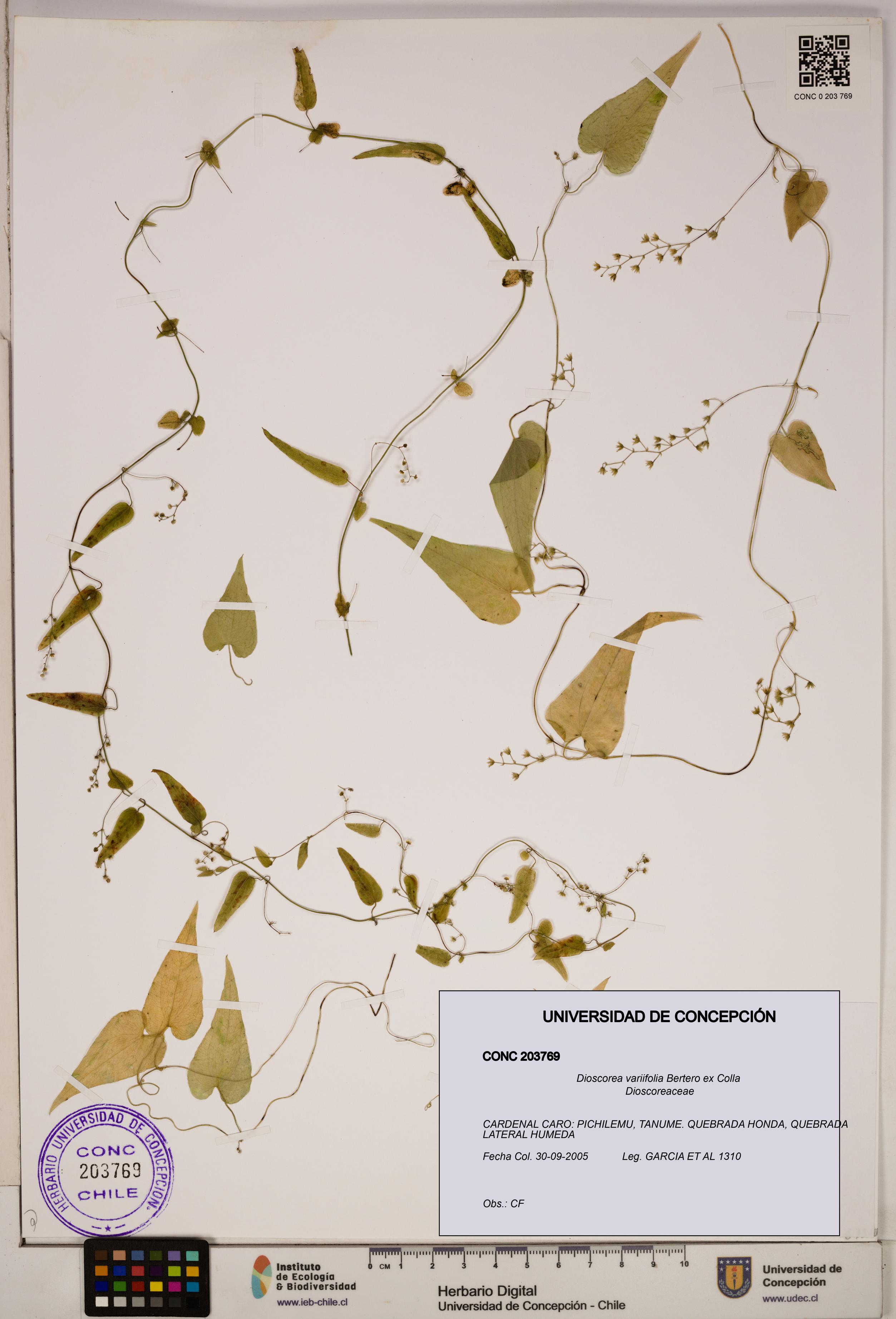 Dioscorea variifolia [Espécimen: ]