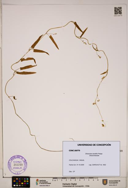 Dioscorea saxatilis [Espécimen: ]