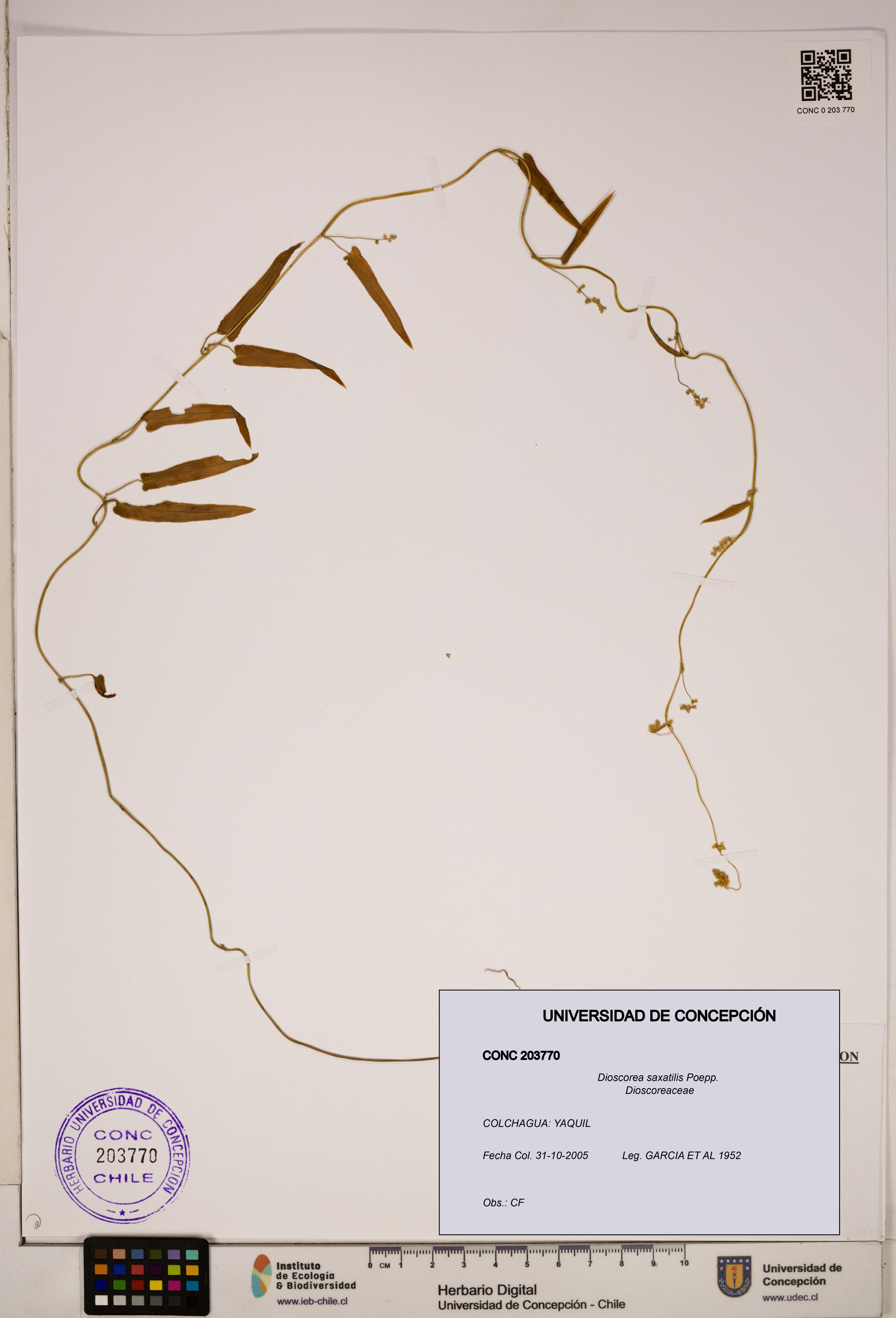 Dioscorea saxatilis [Espécimen: ]