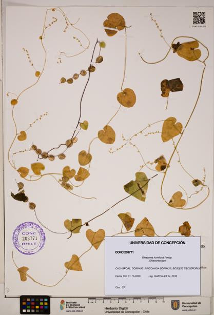 Dioscorea humifusa [Espécimen: ]