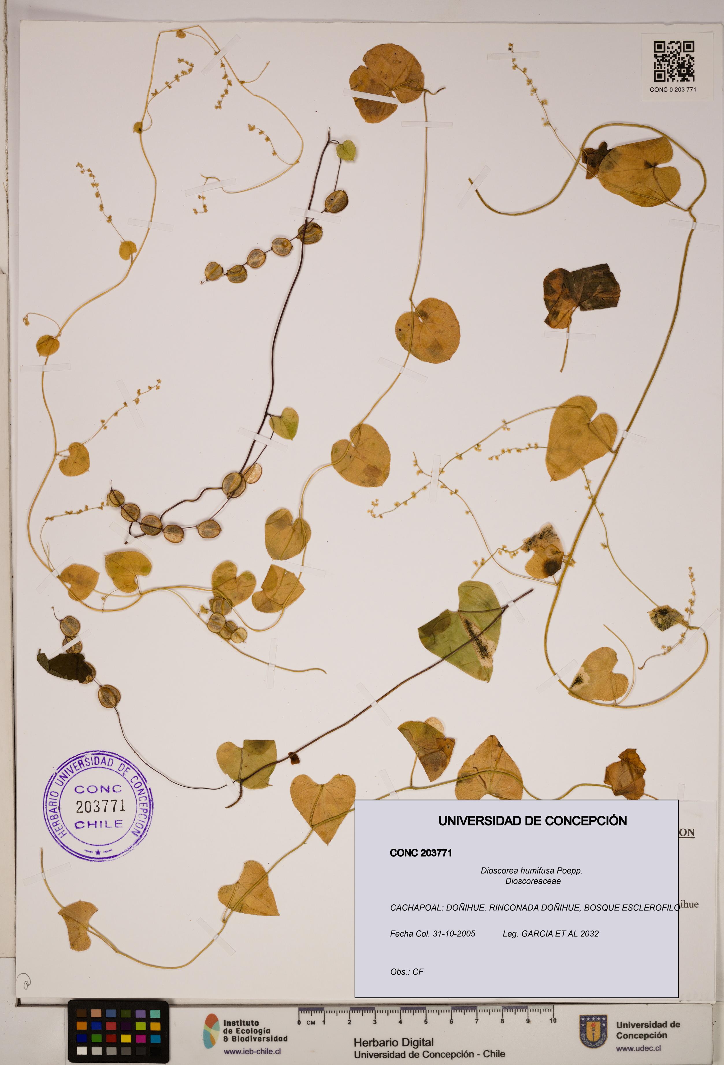 Dioscorea humifusa [Espécimen: ]