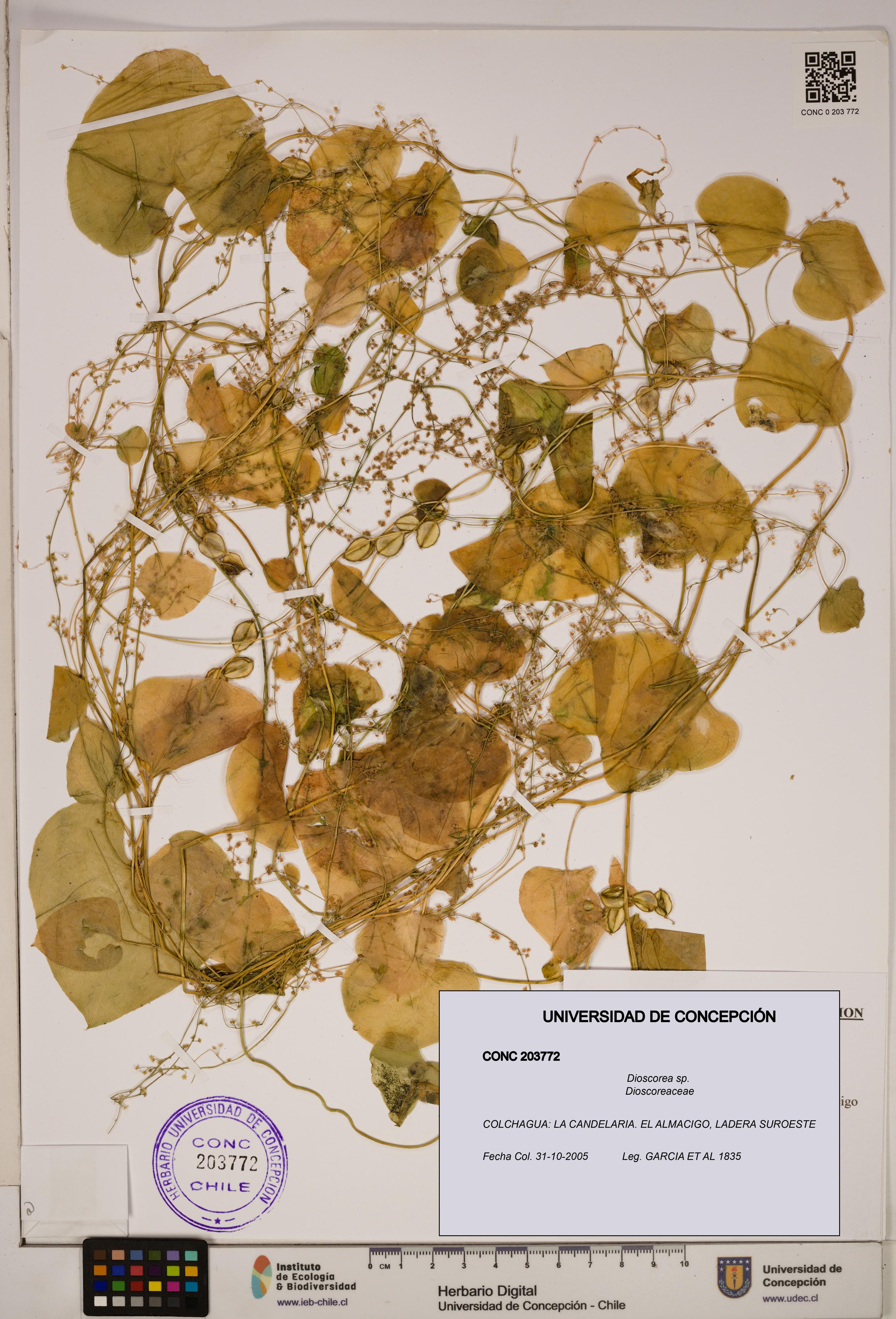 Dioscorea sp. [Espécimen: ]
