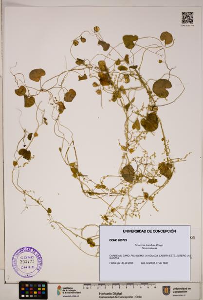 Dioscorea humifusa [Espécimen: ]