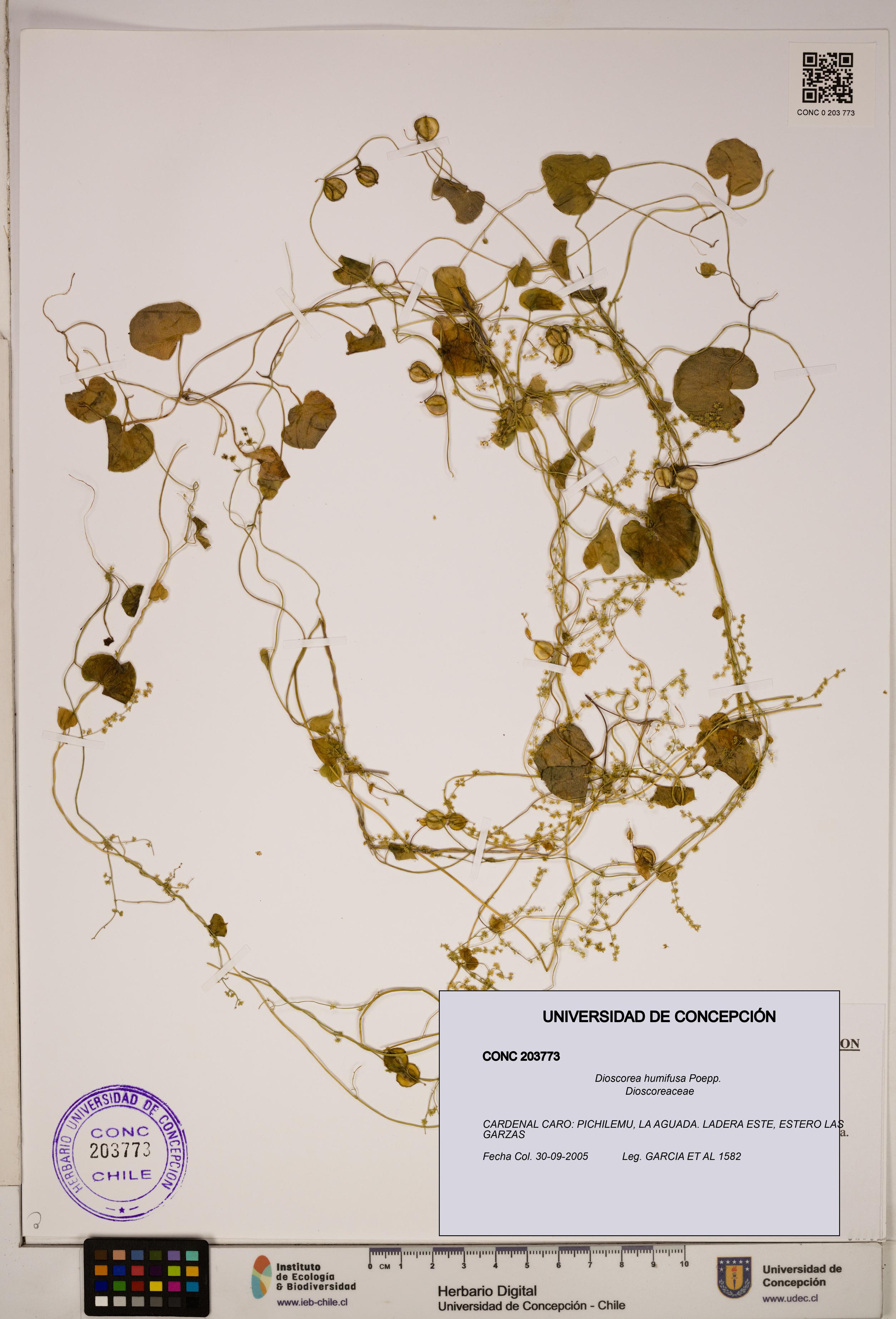 Dioscorea humifusa [Espécimen: ]