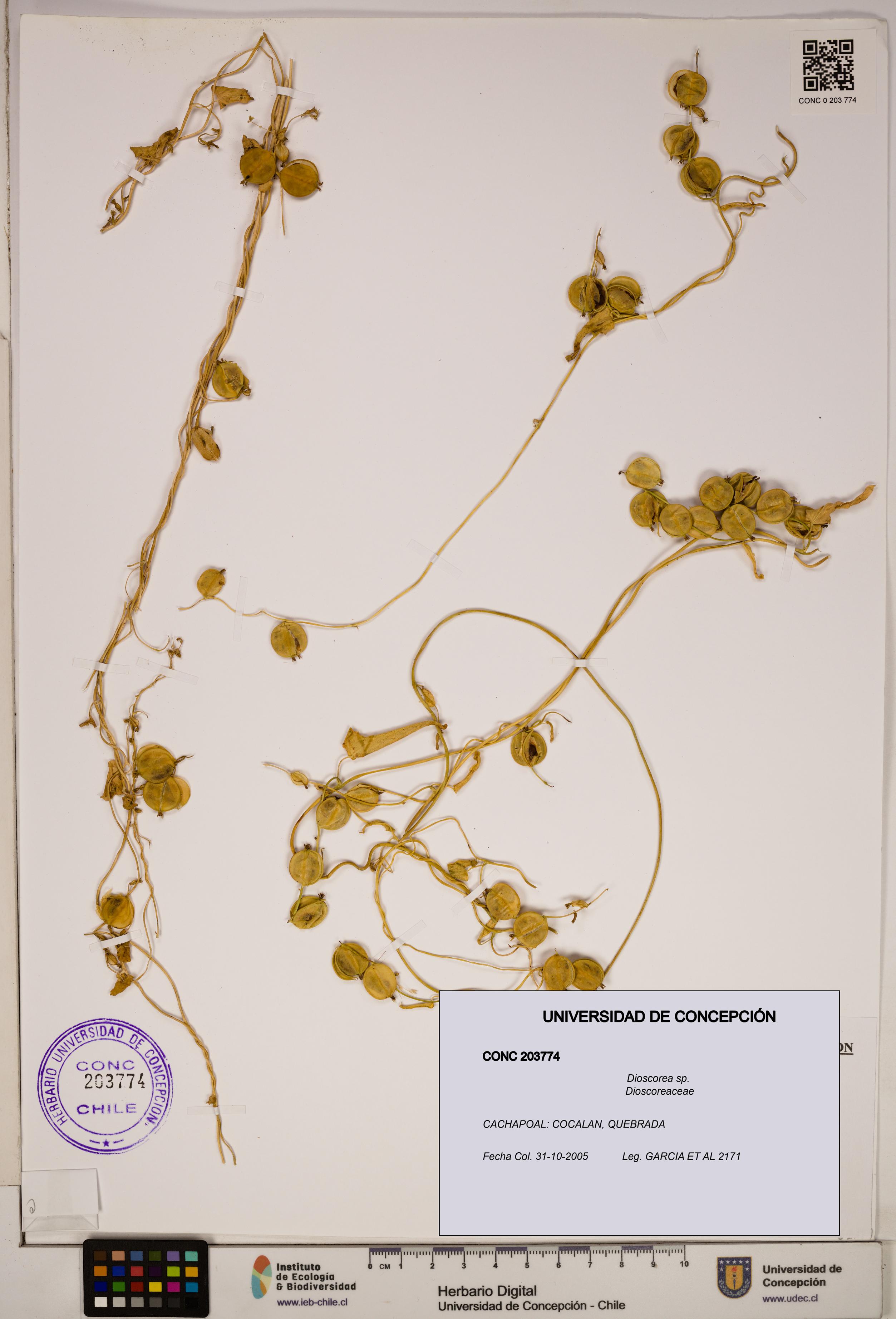 Dioscorea sp. [Espécimen: ]