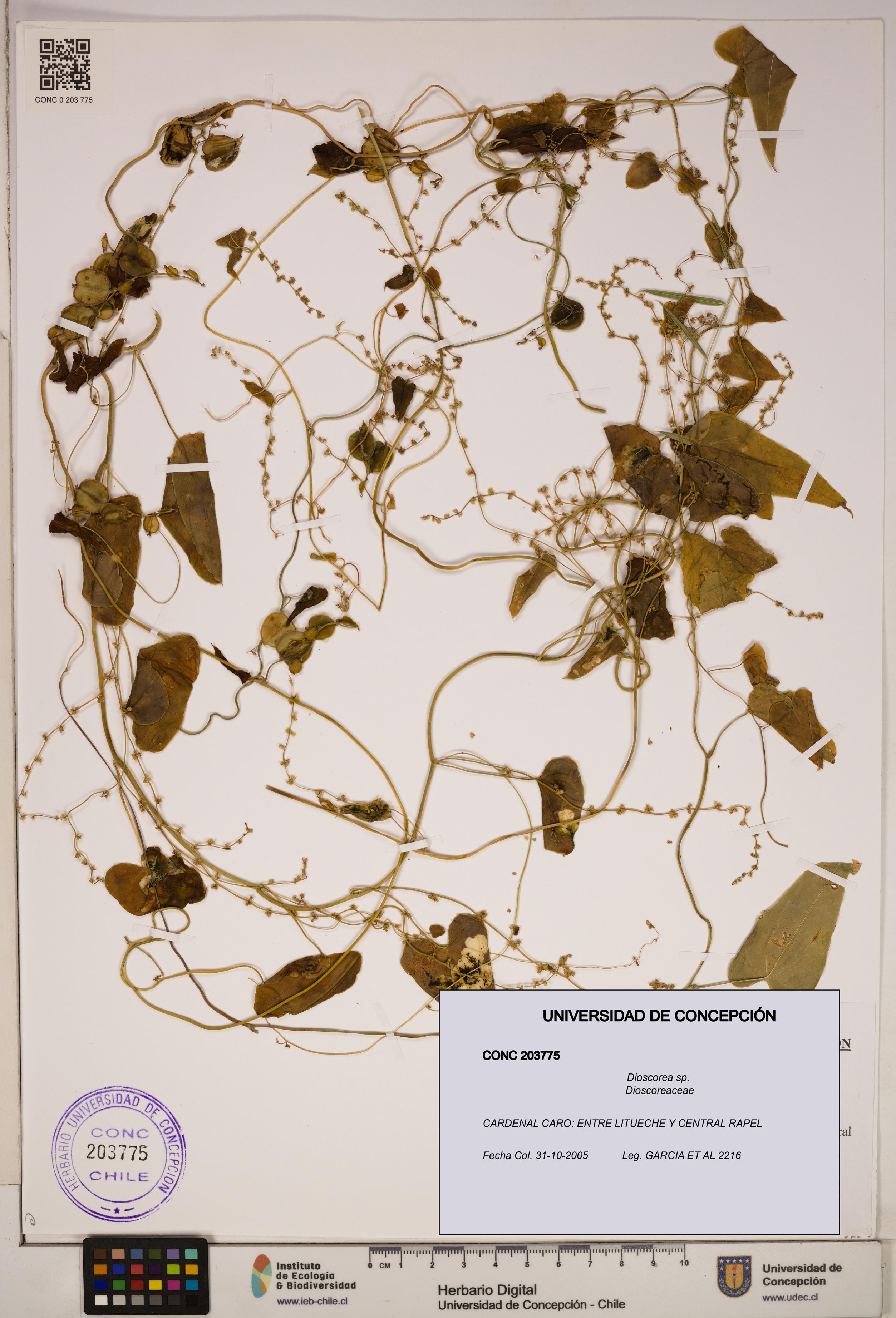 Dioscorea sp. [Espécimen: ]