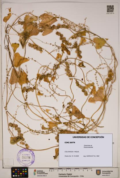 Dioscorea sp. [Espécimen: ]