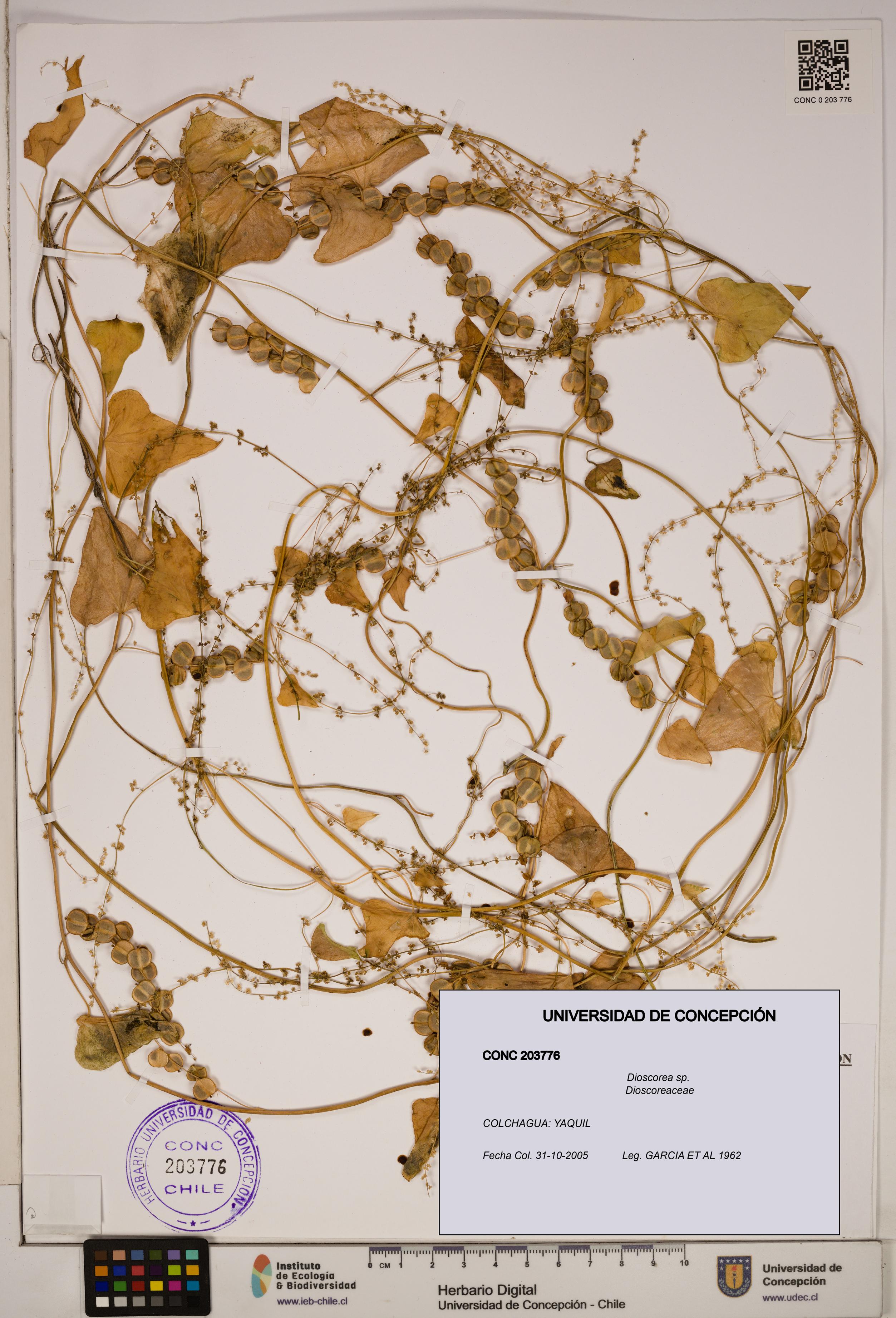 Dioscorea sp. [Espécimen: ]