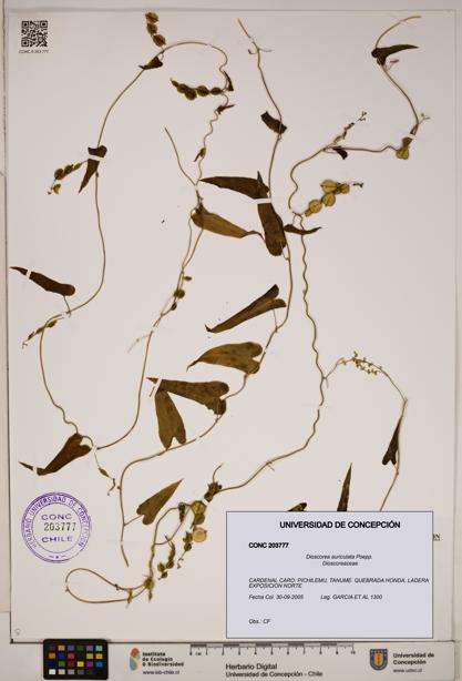 Dioscorea auriculata [Espécimen: ]