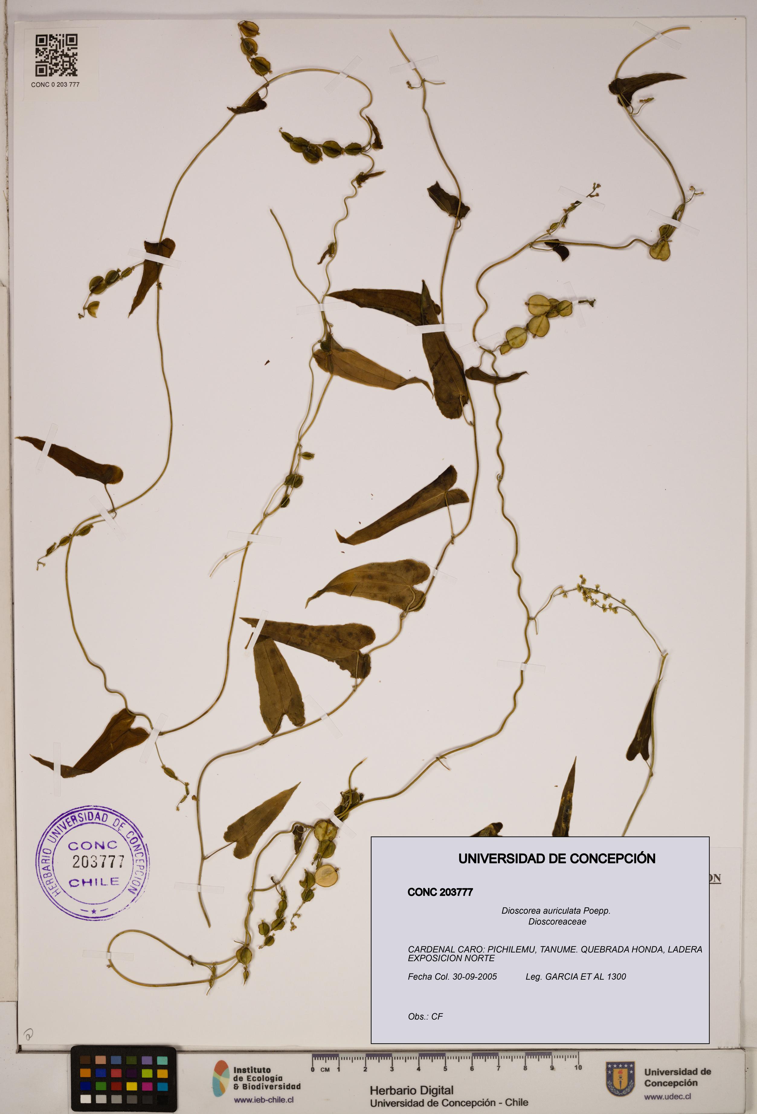 Dioscorea auriculata [Espécimen: ]