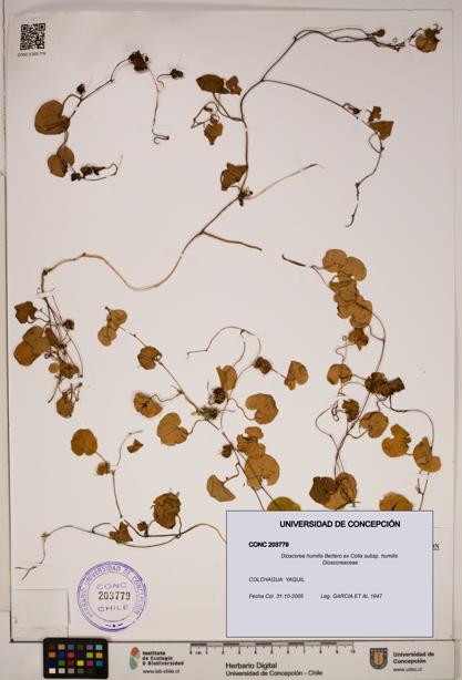 Dioscorea humilis subsp. humilis [Espécimen: ]