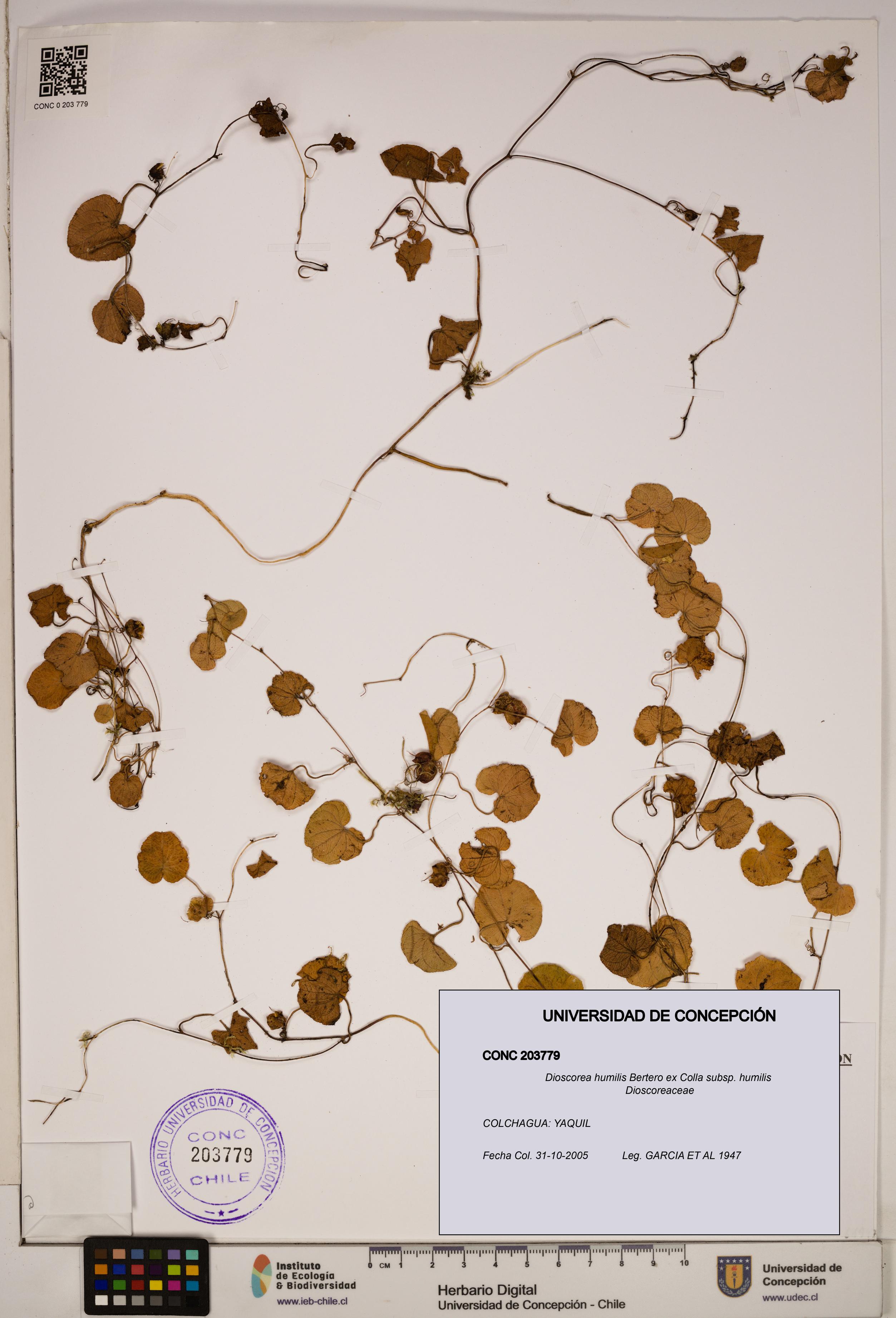 Dioscorea humilis subsp. humilis [Espécimen: ]
