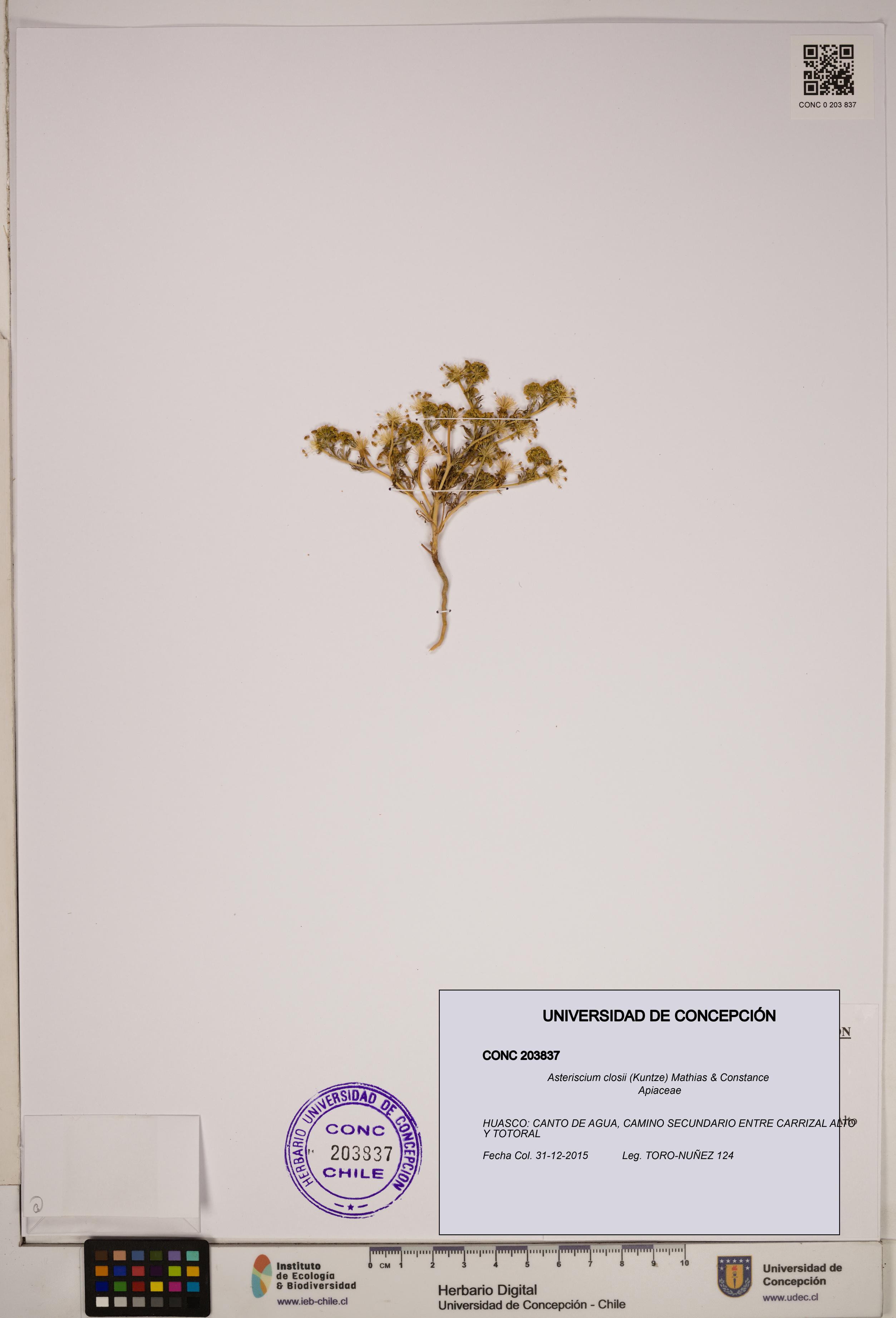 Asteriscium closii [Espécimen: ]
