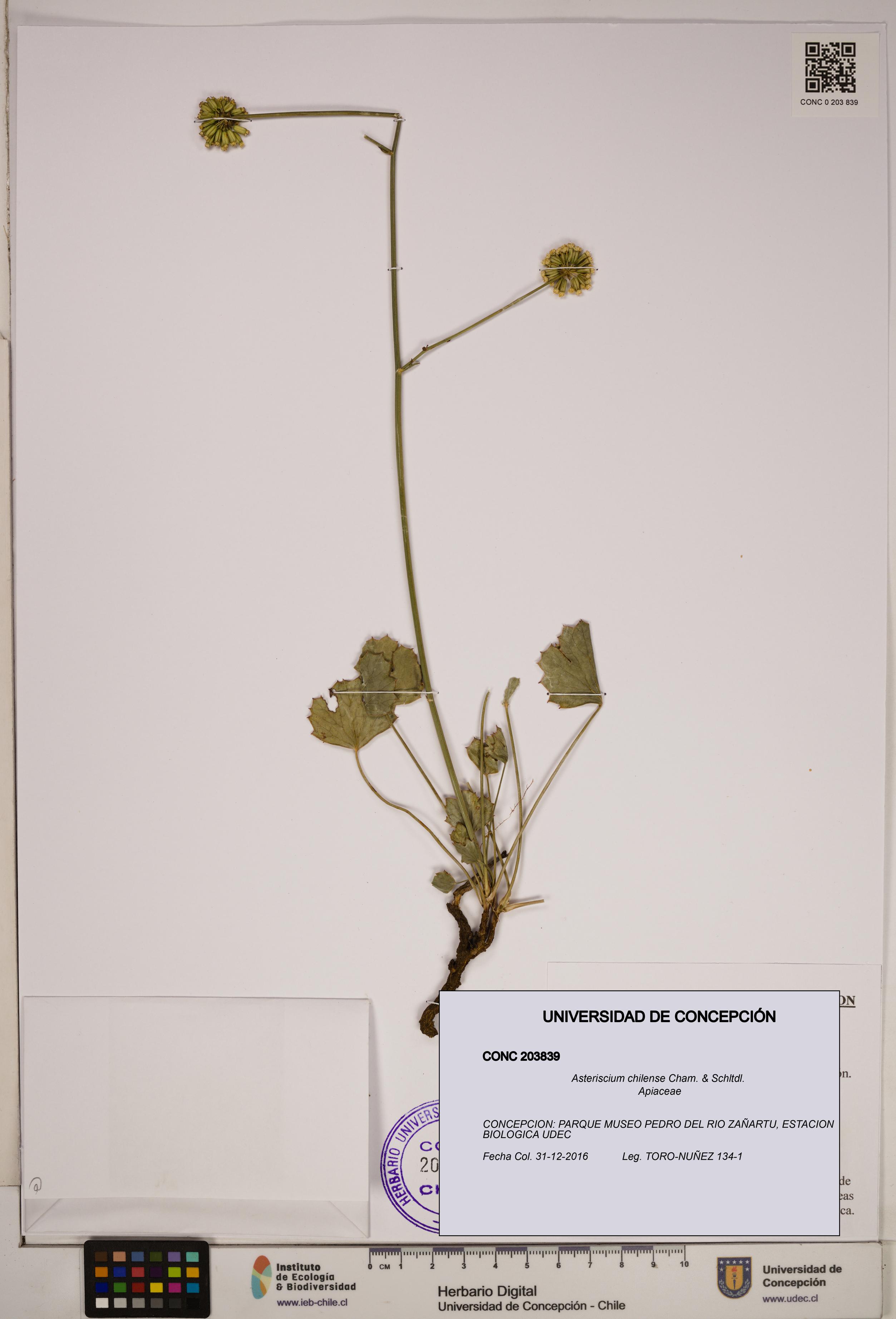 Asteriscium chilense [Espécimen: ]