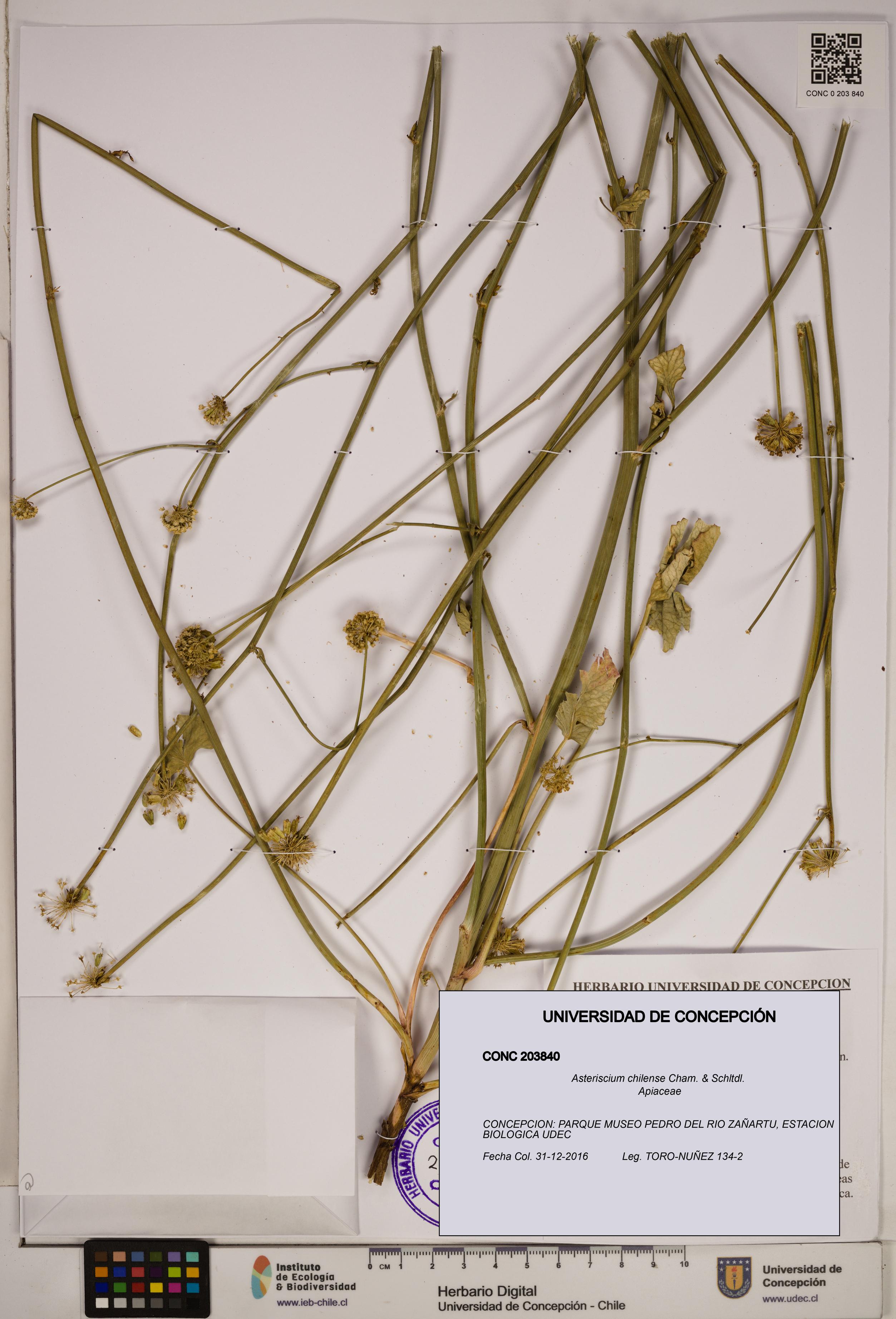 Asteriscium chilense [Espécimen: ]