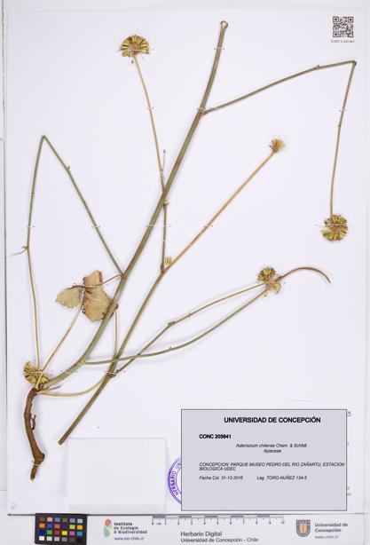 Asteriscium chilense [Espécimen: ]