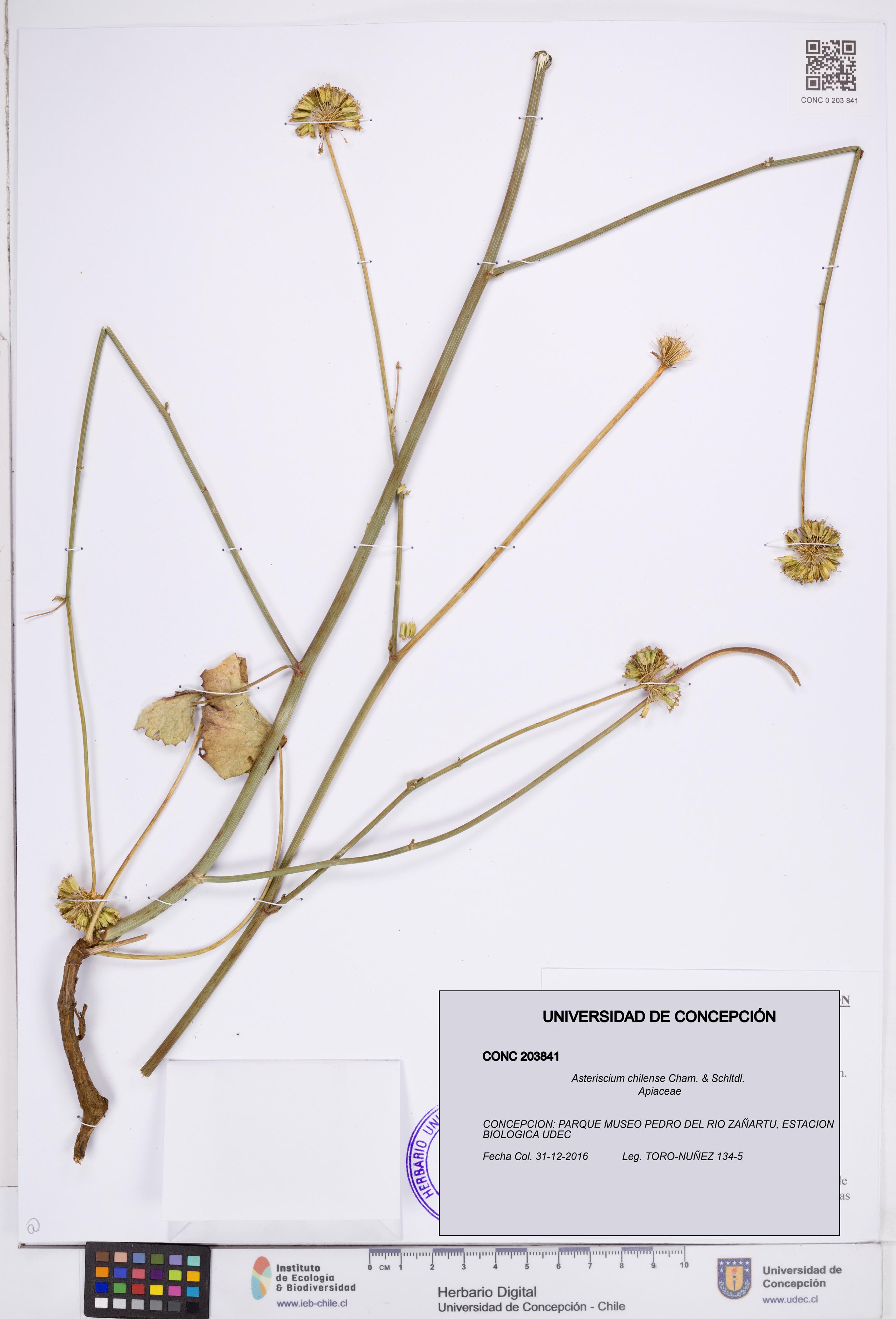 Asteriscium chilense [Espécimen: ]