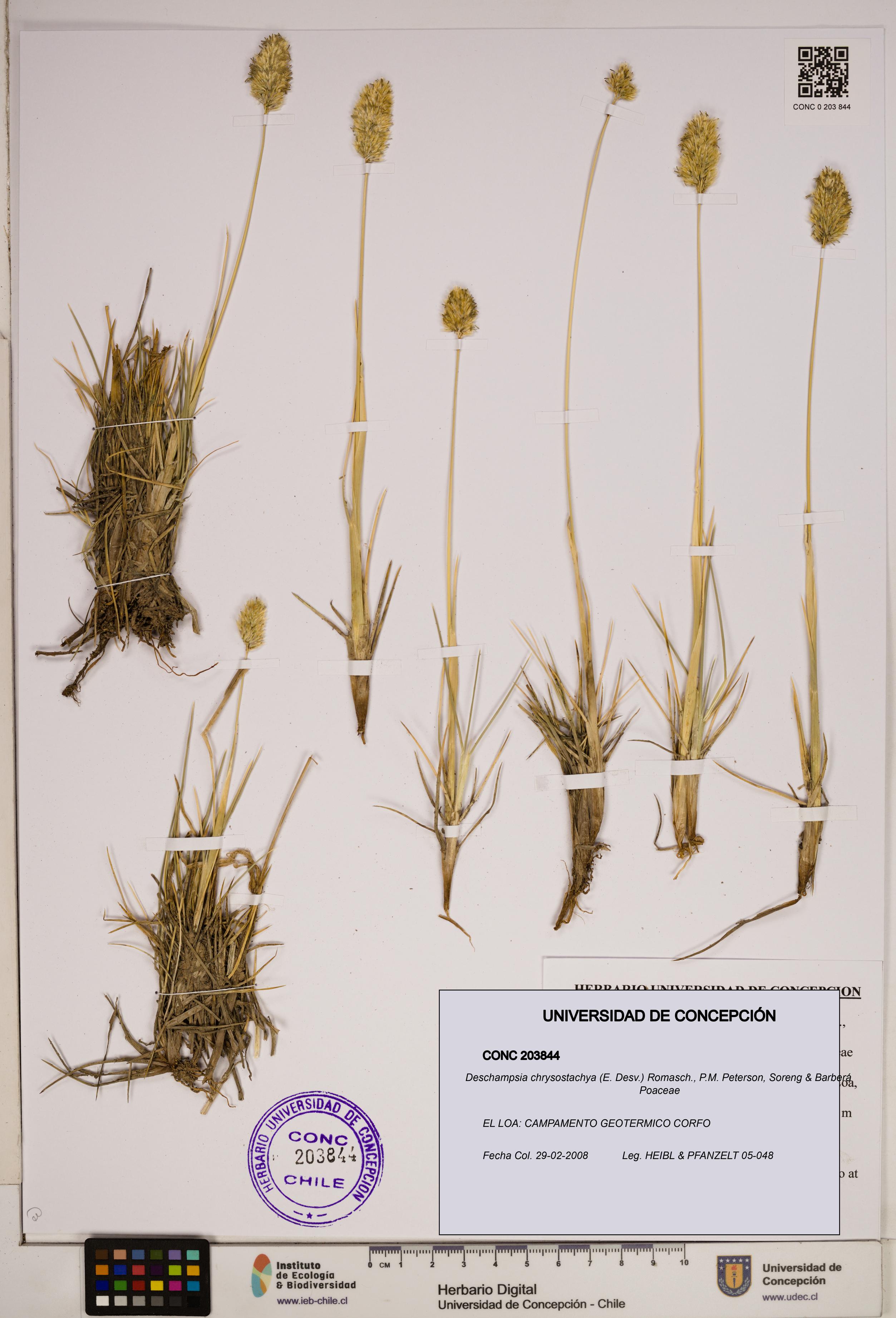 Deschampsia chrysostachya [Espécimen: ]