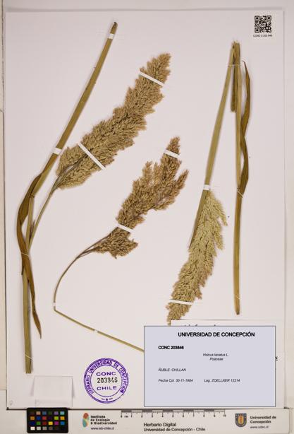Holcus lanatus [Espécimen: ]